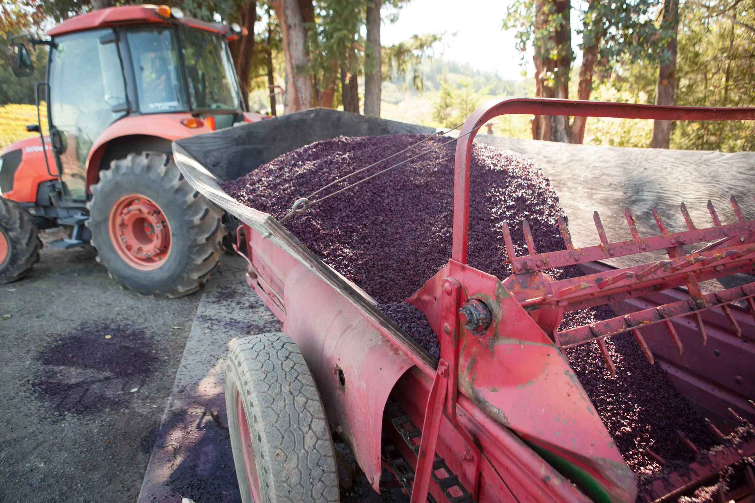 A tractor with large tires is attached to an orange-red grape harvester filled with freshly harvested purple grapes, set outdoors among trees.