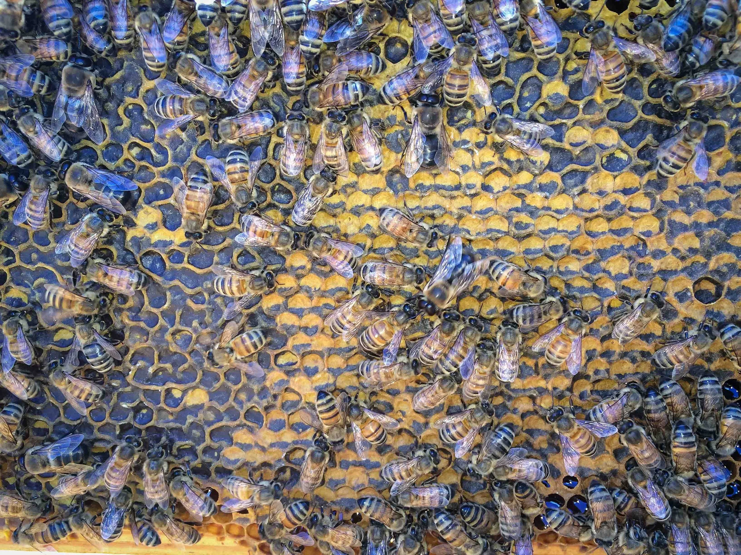 Close-up of a honey bee hive with numerous bees on the honeycomb surface.