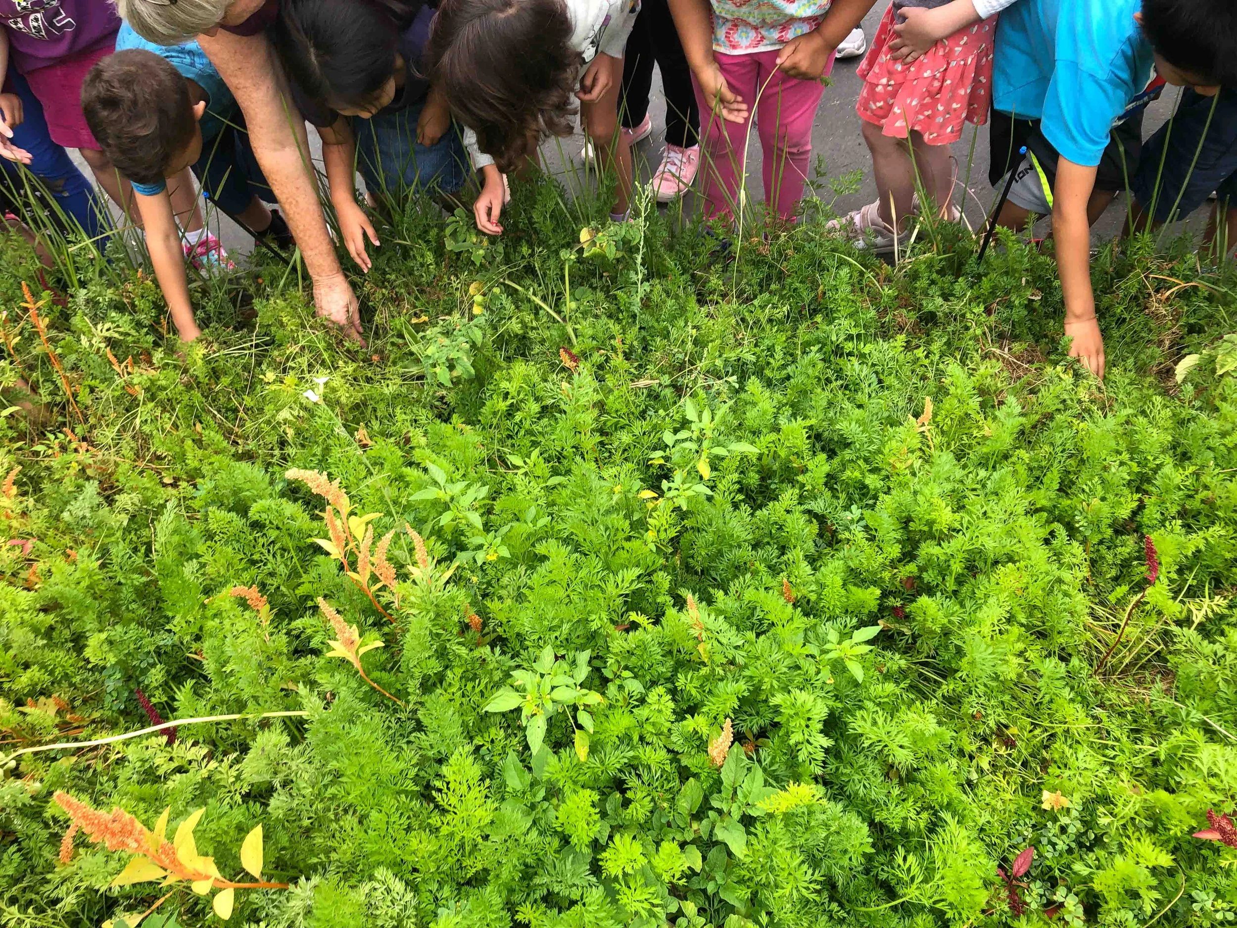 Children gathered around a lush garden examining the green plants.