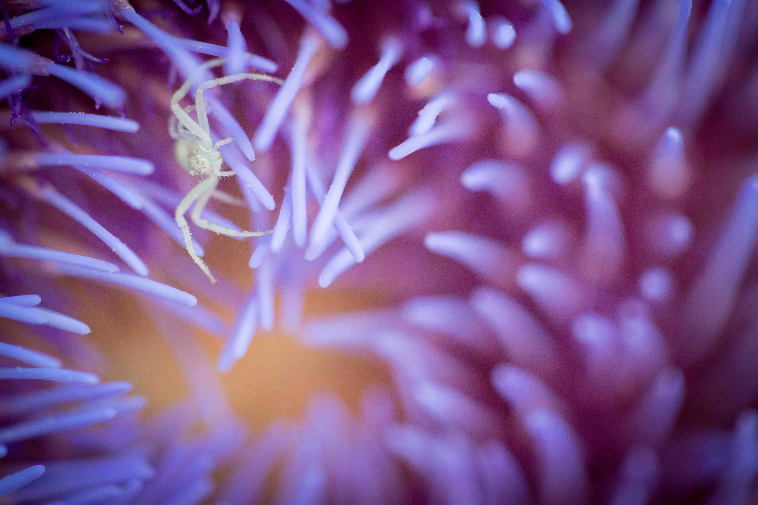 Close-up of a small crab spider on purple-tipped sea anemone tentacles.