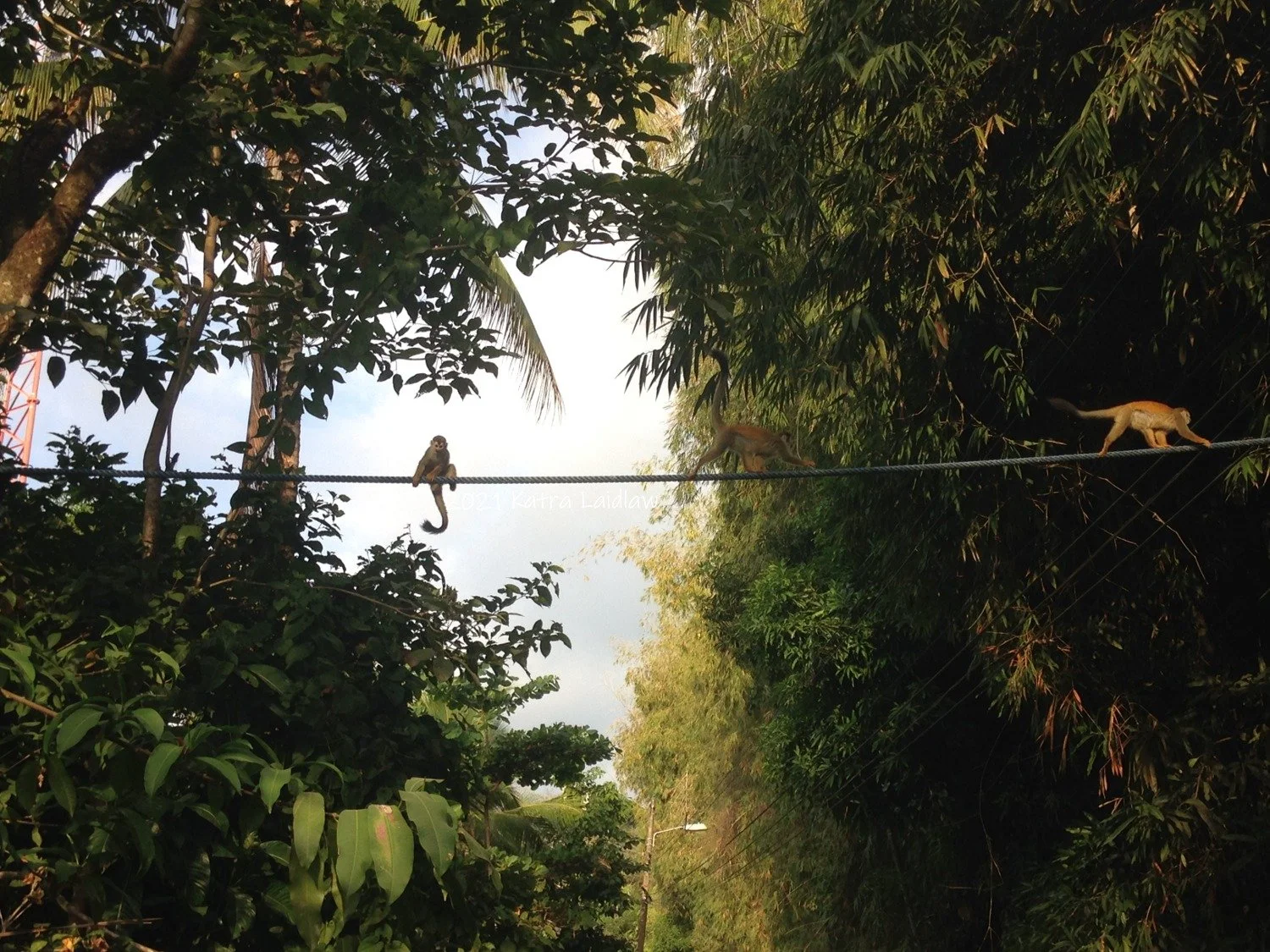 Monkey Bridges For Everyone