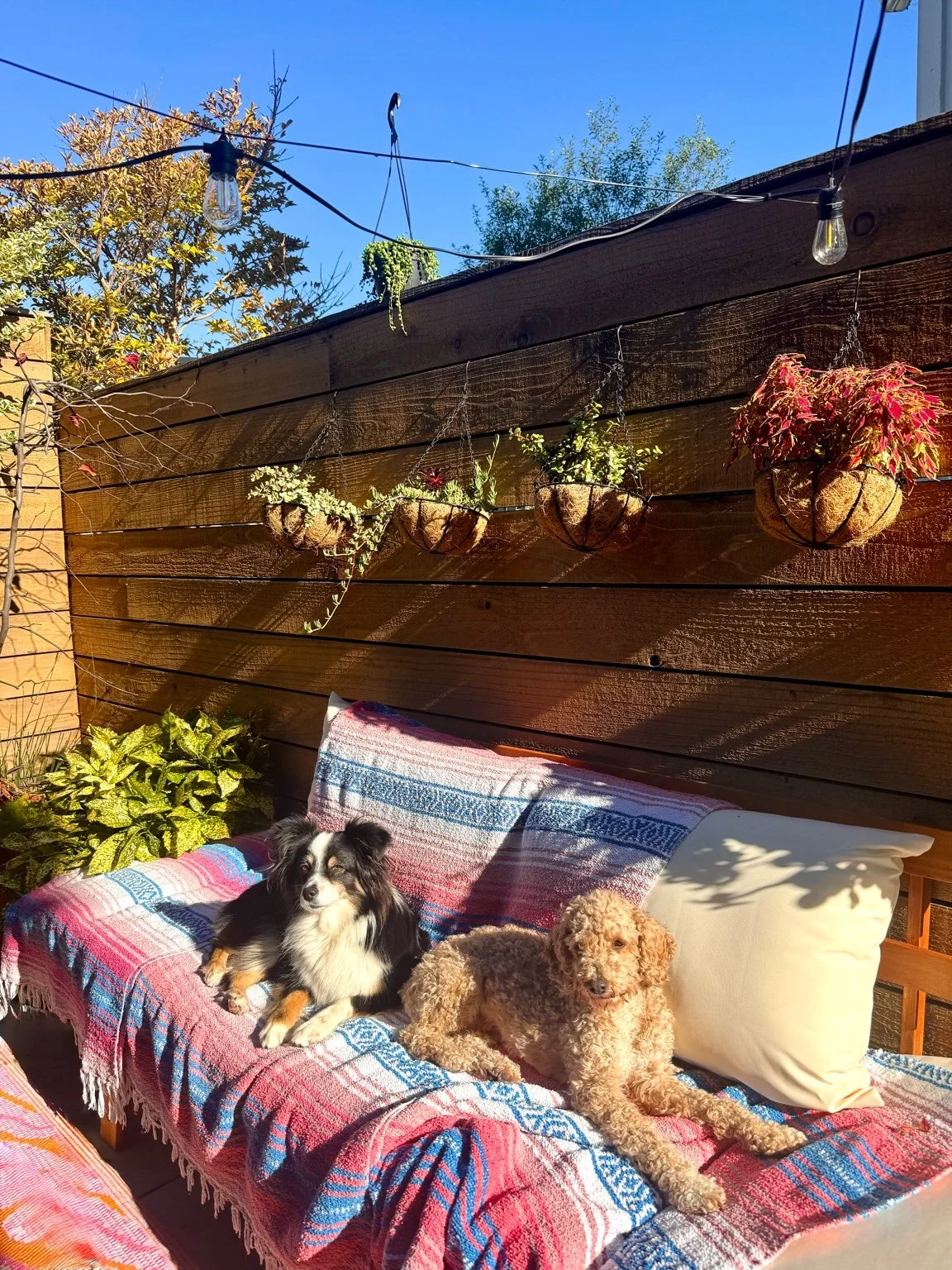 Two small dogs relaxing on an outdoor couch in a peaceful patio setting.