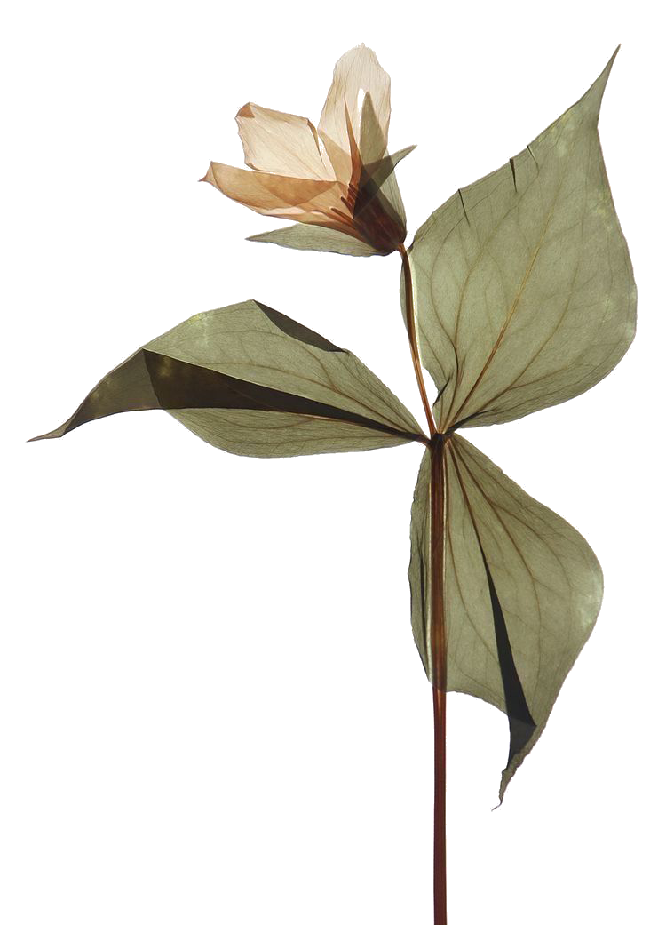 A dried, brown and green leafed plant with a light-colored flower at the top.
