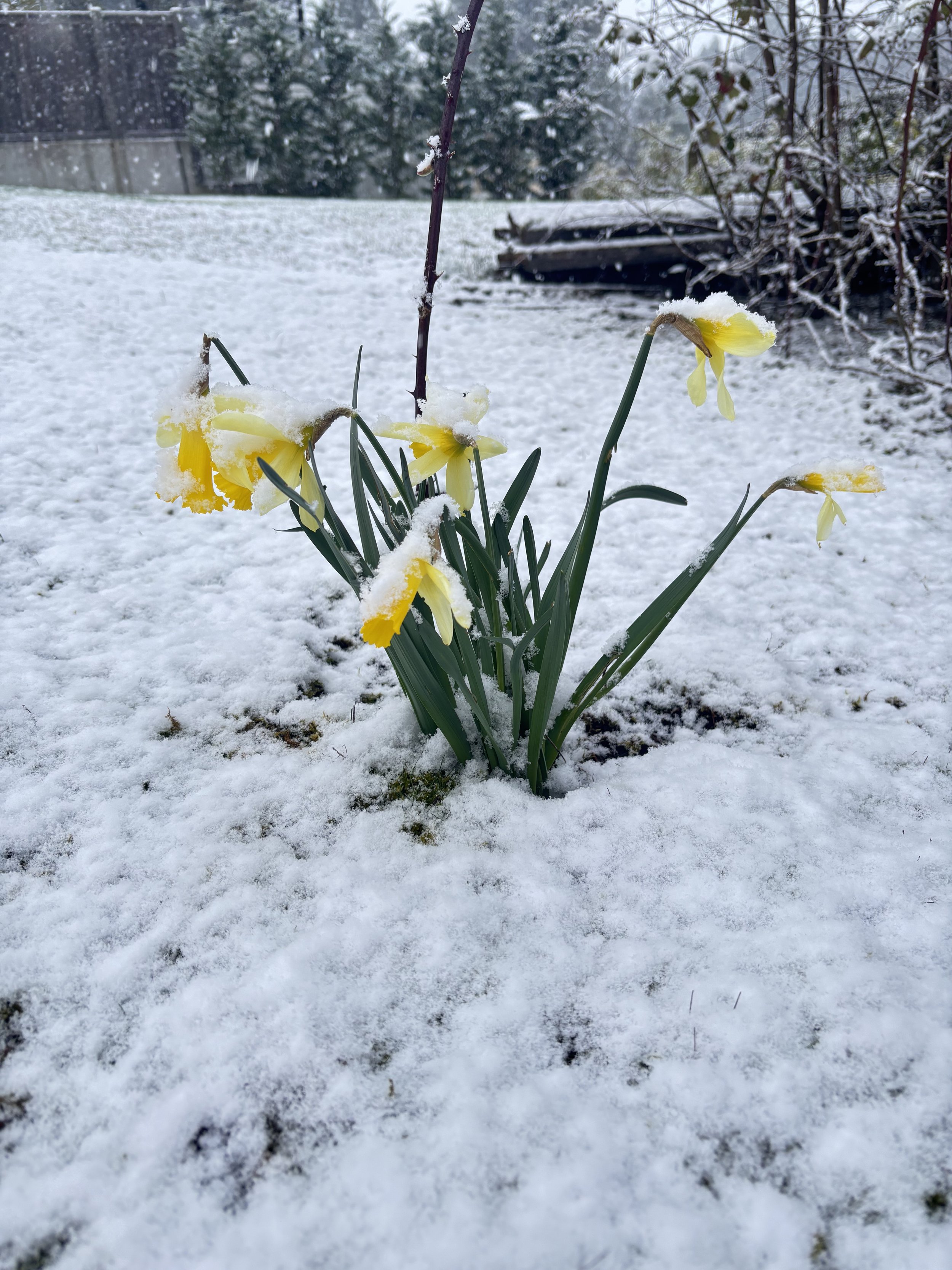 Daffodils in Snow