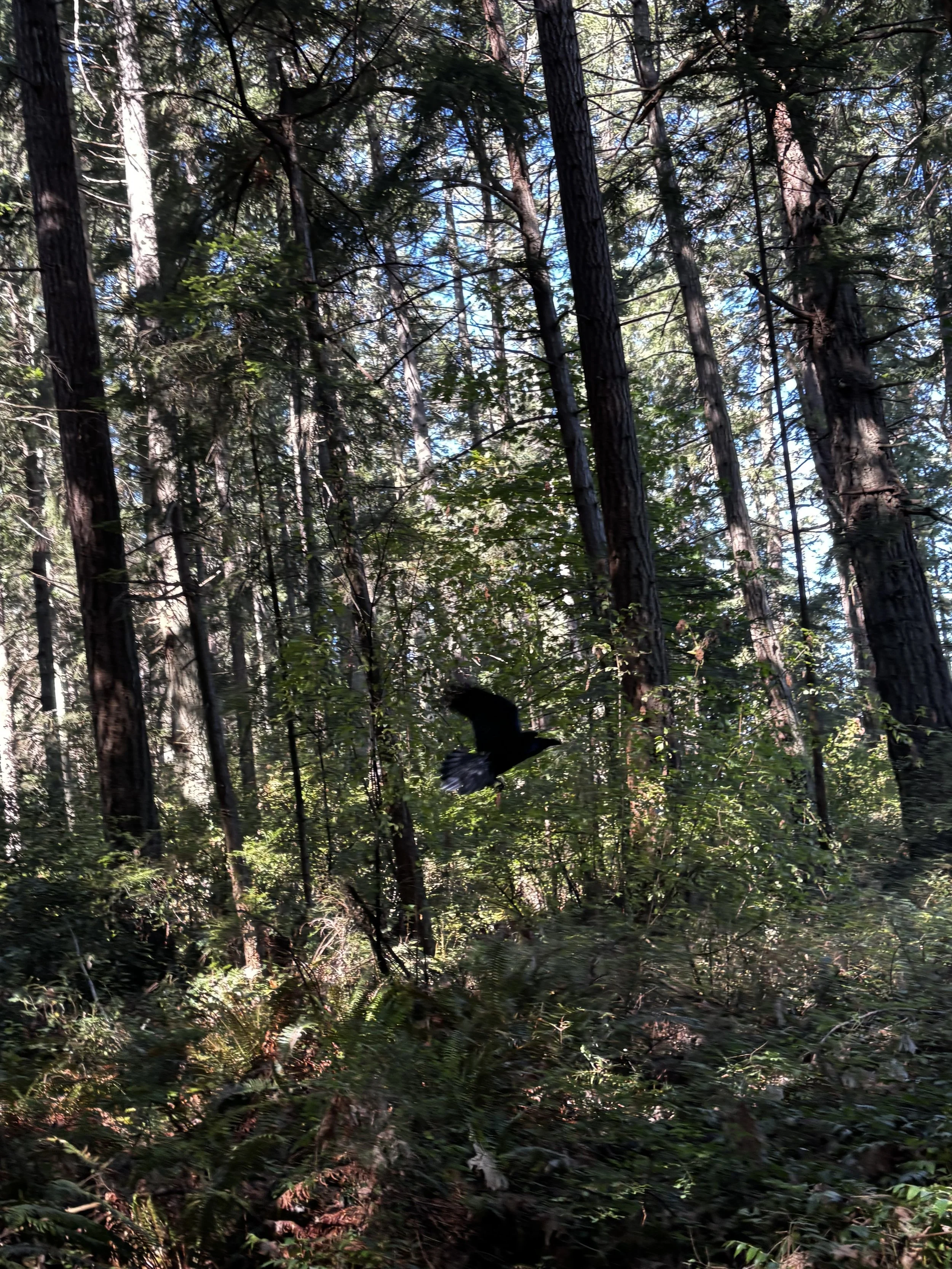 The Raven’s Flight