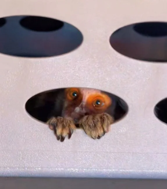 972A2E1E-CF33-4C65-B4D4-0540BBA2E4E0_L0_001-12_18_2024, 7_05_38 PM-2.jpg