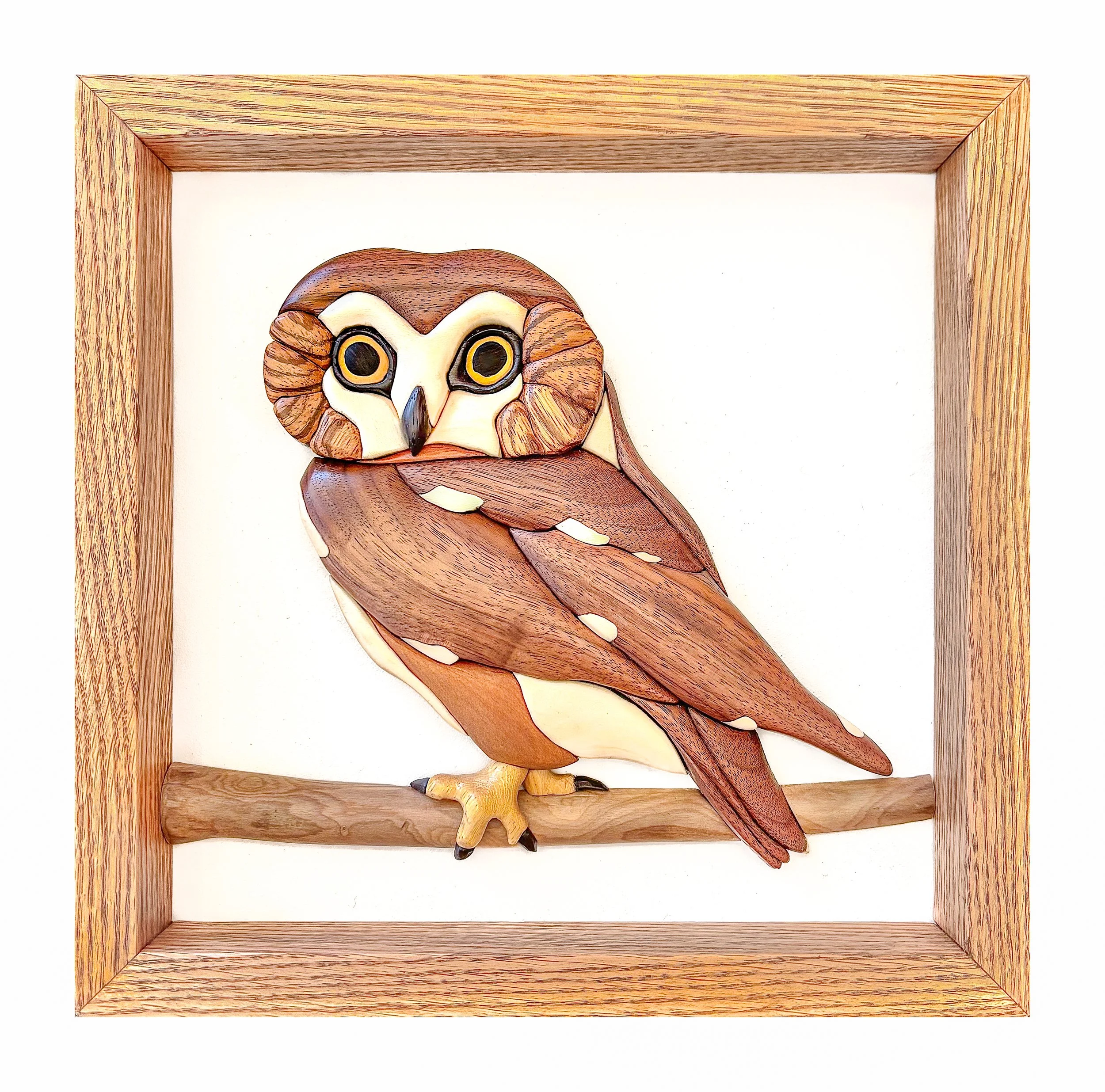 Northern Saw-whet Owl