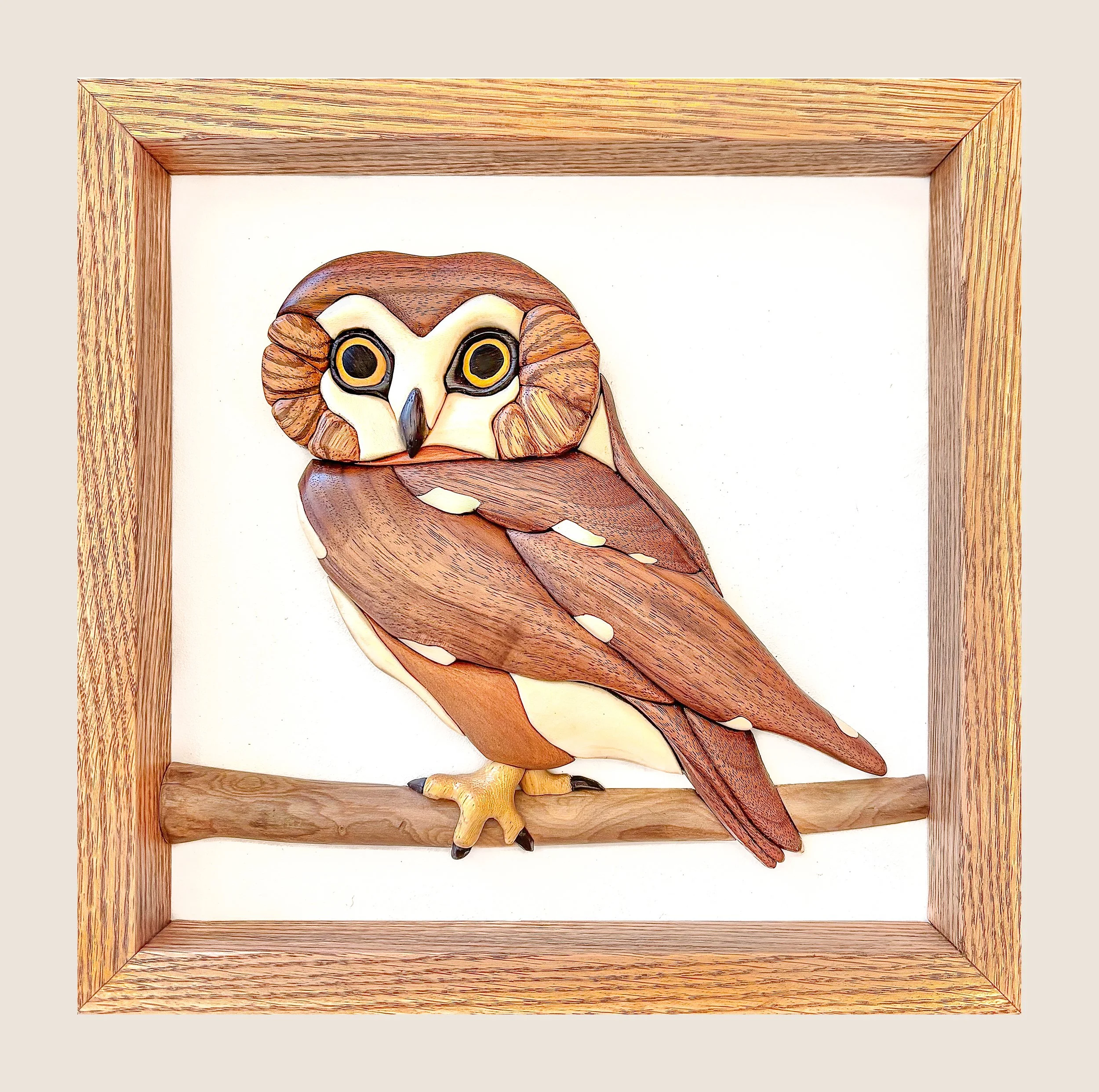 Northern Saw-whet Owl