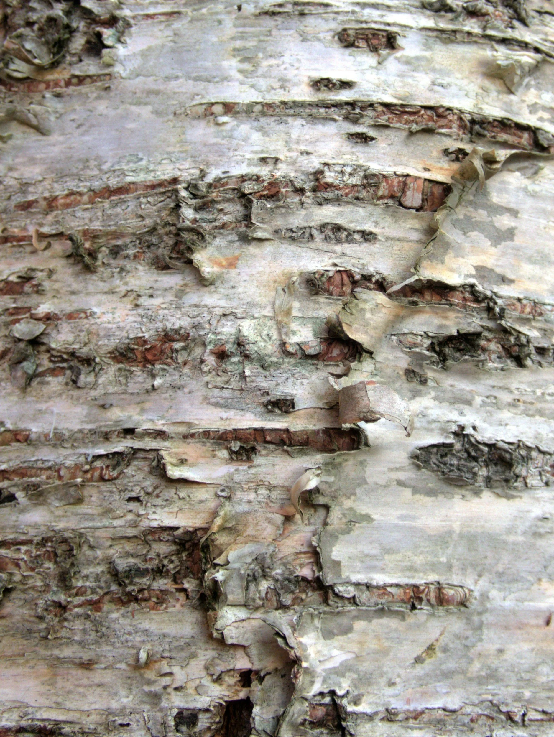 Birch bark on the ground
