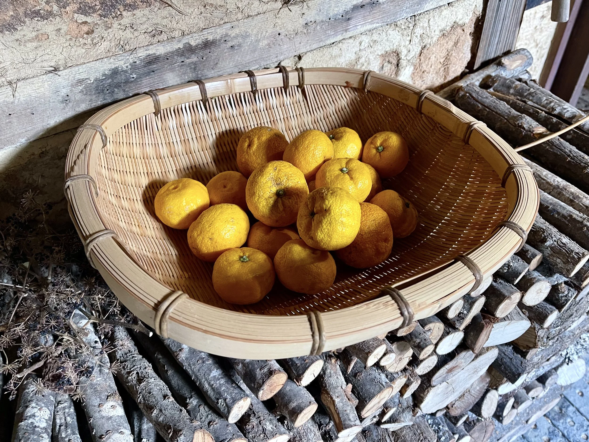 Basket of ripe yuzu in Japan, harvested for making yubeishi