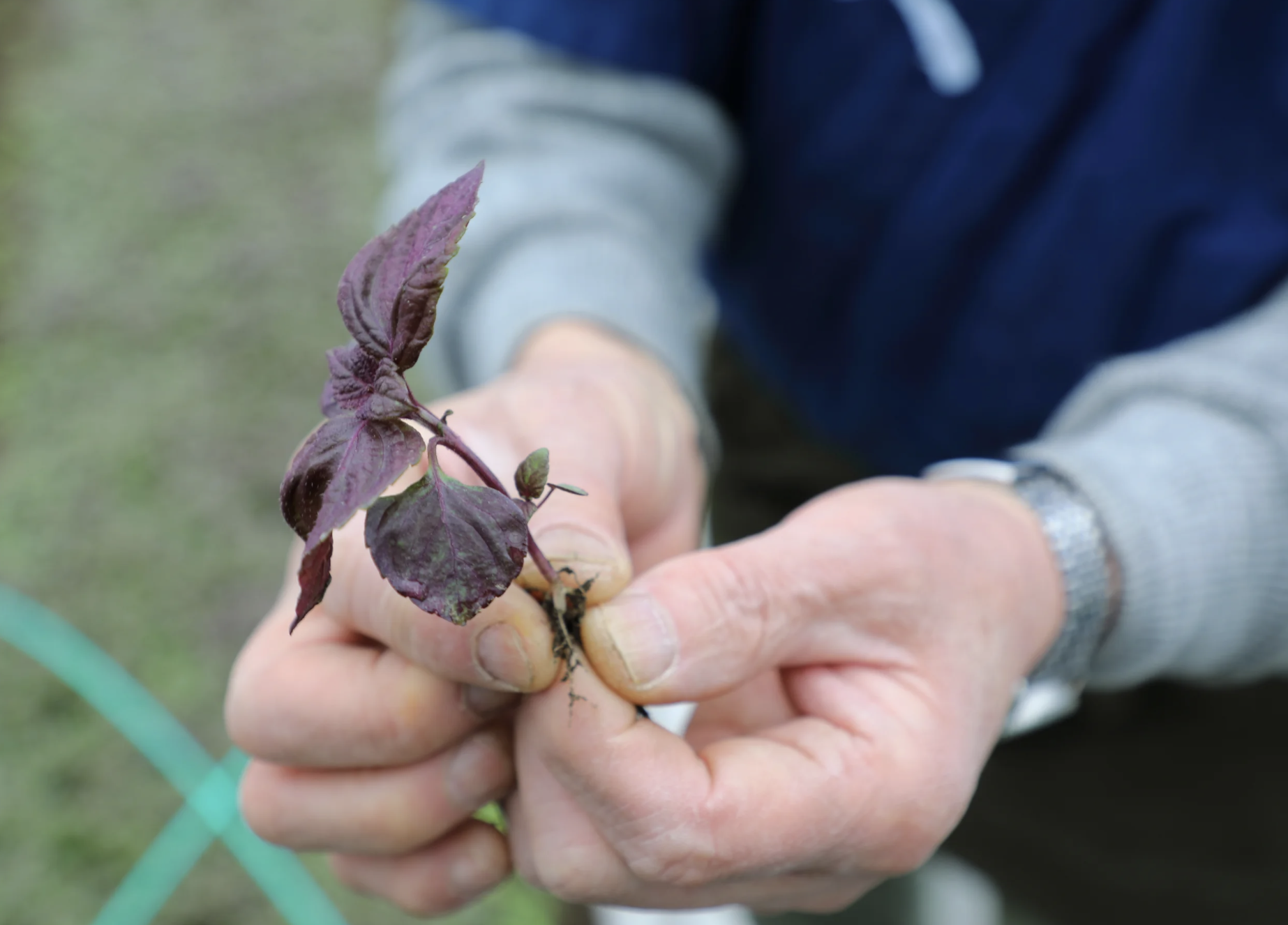 Masaru Kubo holding homegrown red shiso in Ohara, Kyoto