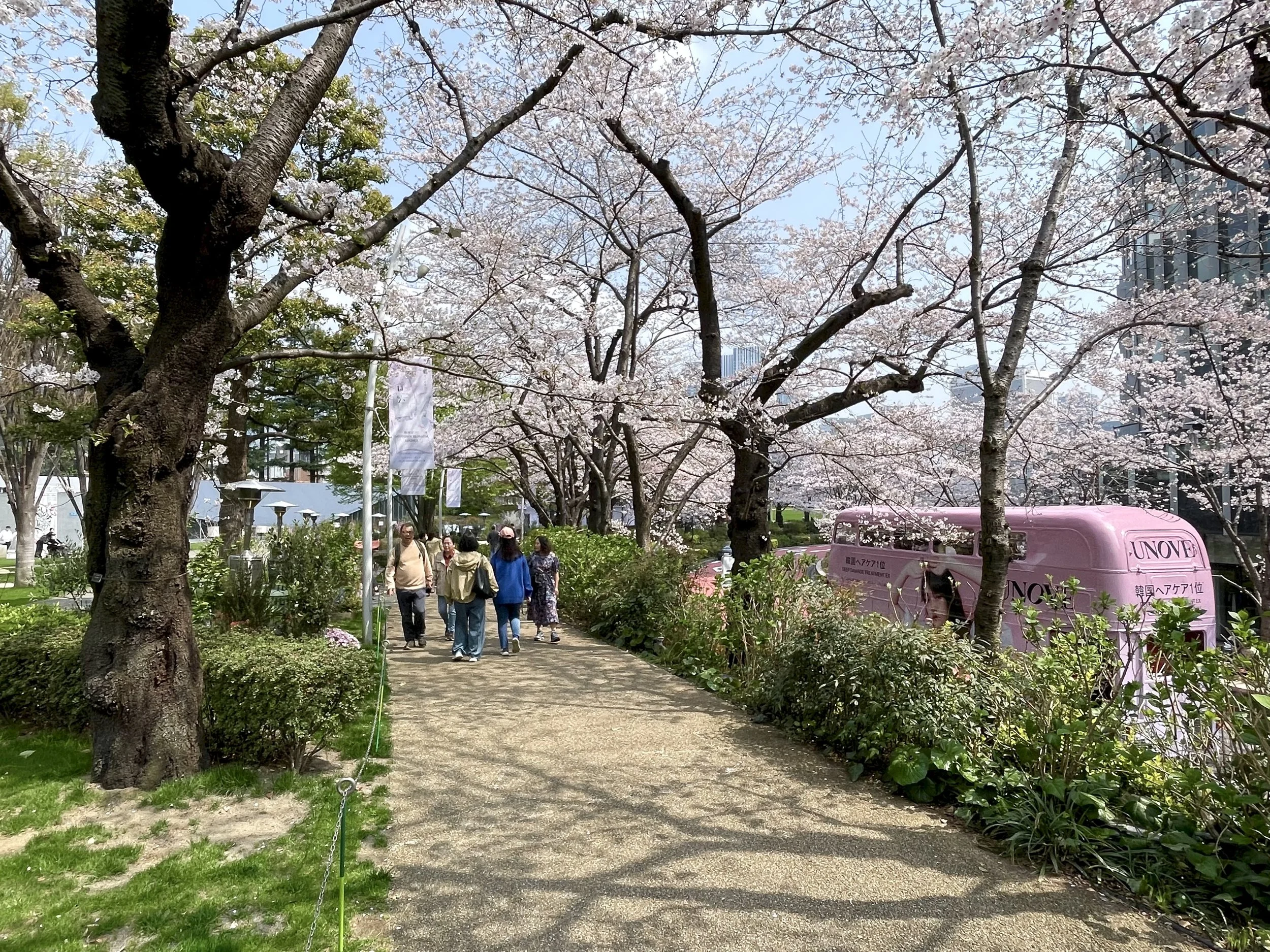 Cherry Blossom Time in Tokyo