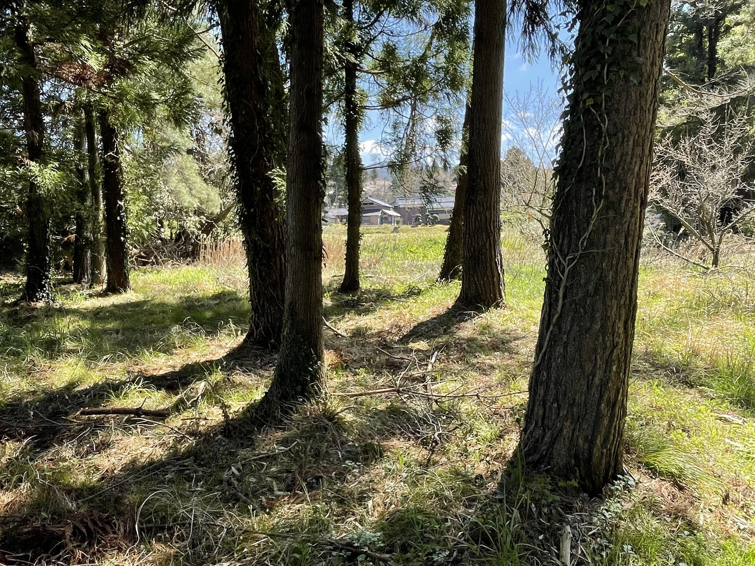 Traditional farmhouse seen through a grove of cedar trees on Sado Island