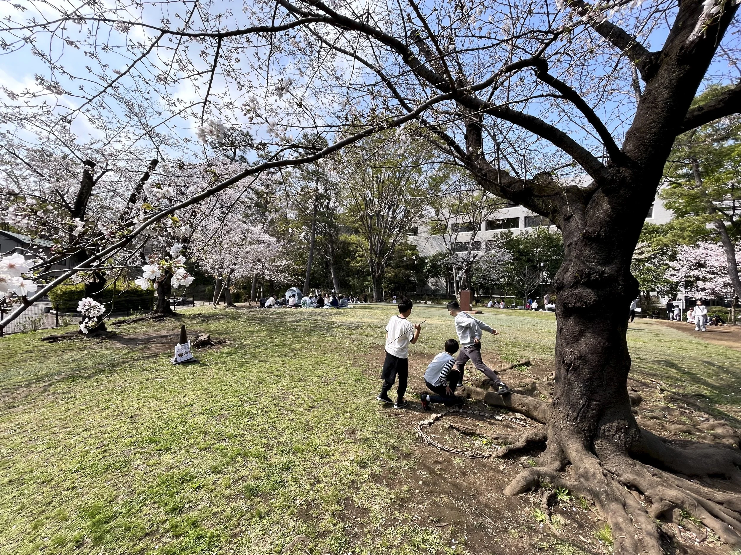 People picnicking under cherry blossoms in a Tokyo park during hanami