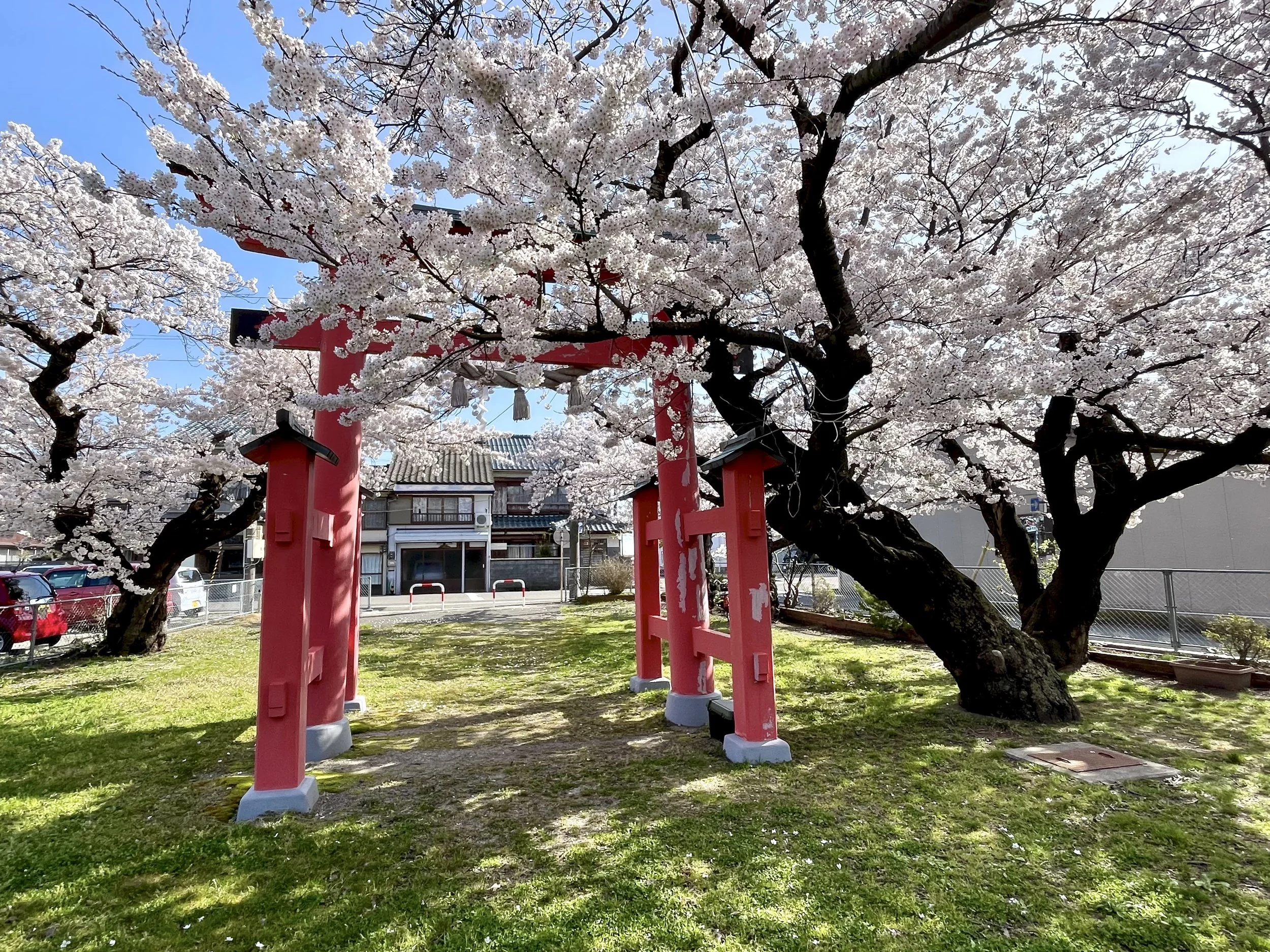 Cherry blossom tree in full bloom draping over a red torii gate at Hachiman Wakamiya Shrine on Sado Island