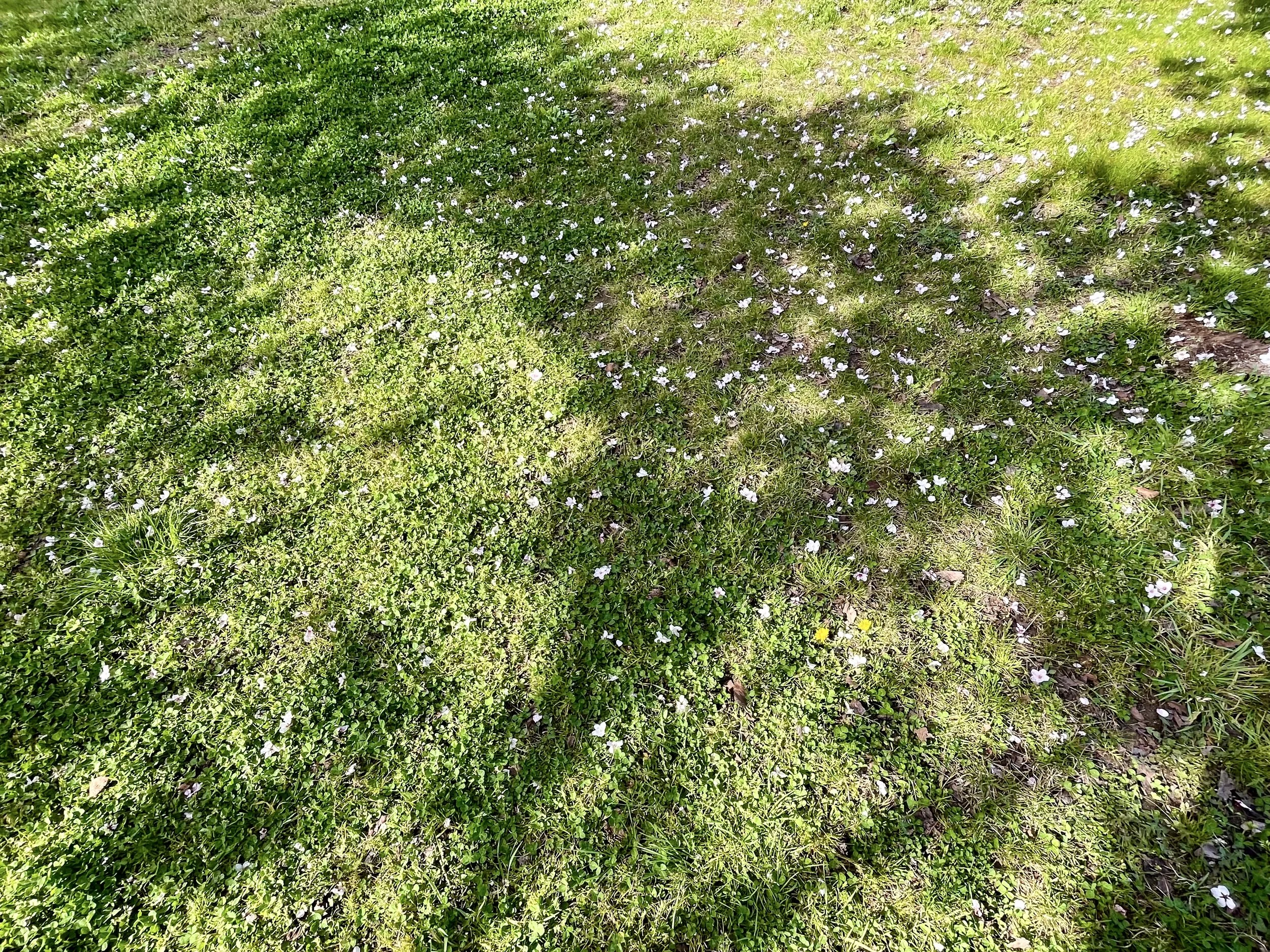 Fallen cherry blossom petals scattered across the shadows of trees on Sado Island