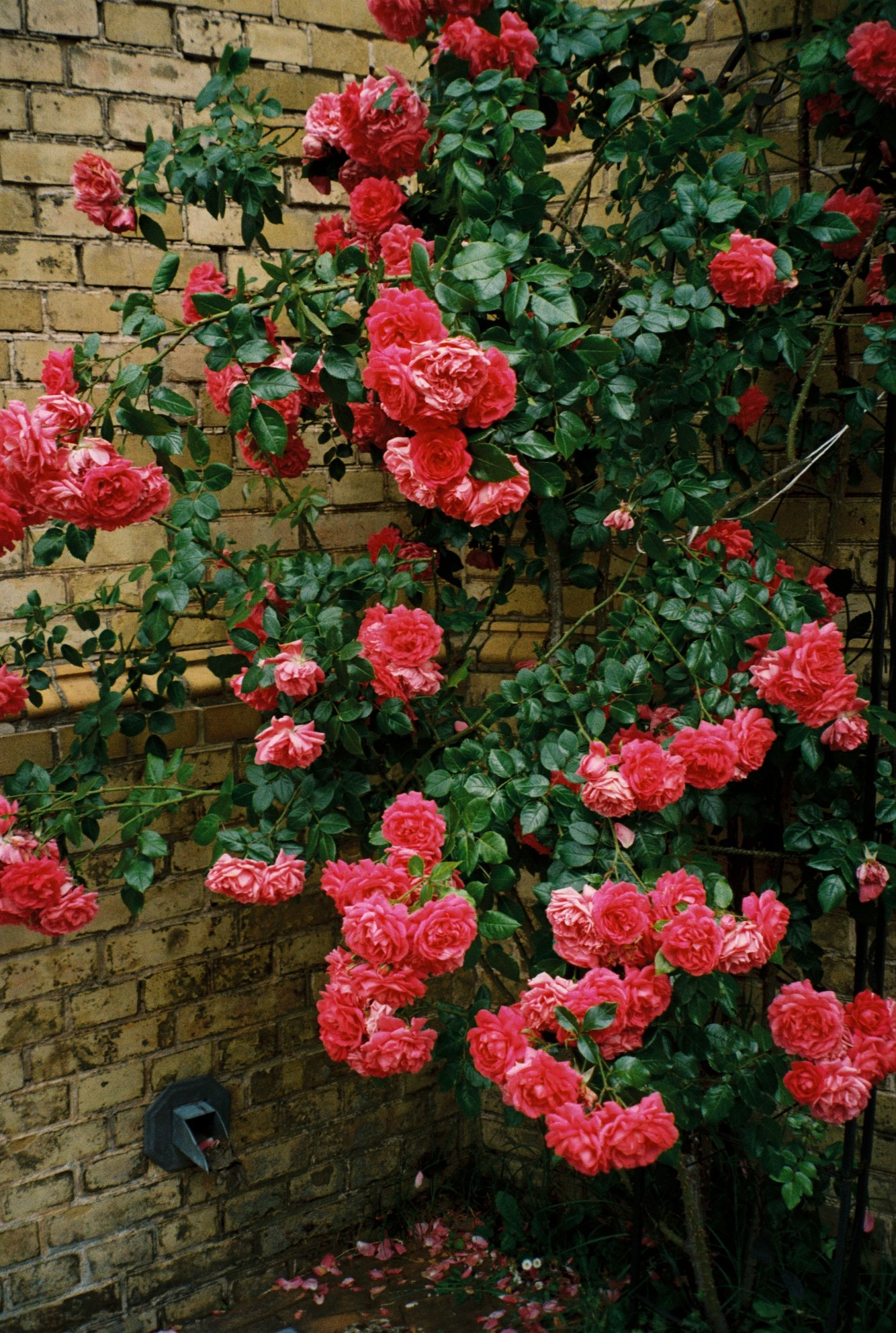 R1-09087-0005.jpg