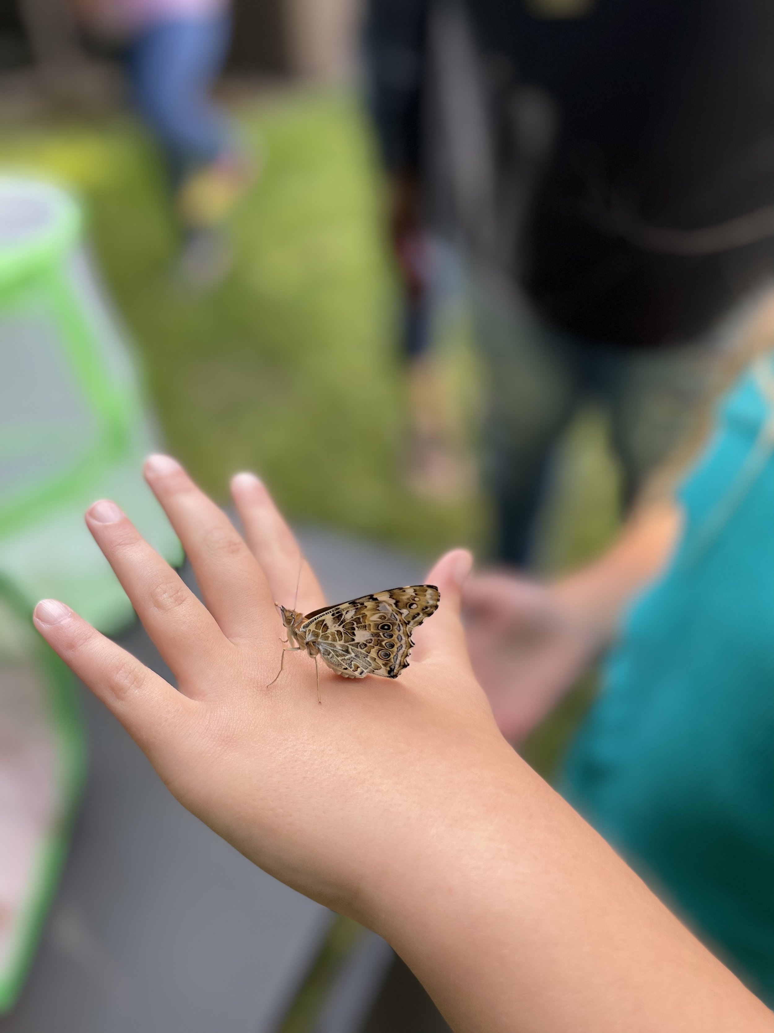 House of Butterflies