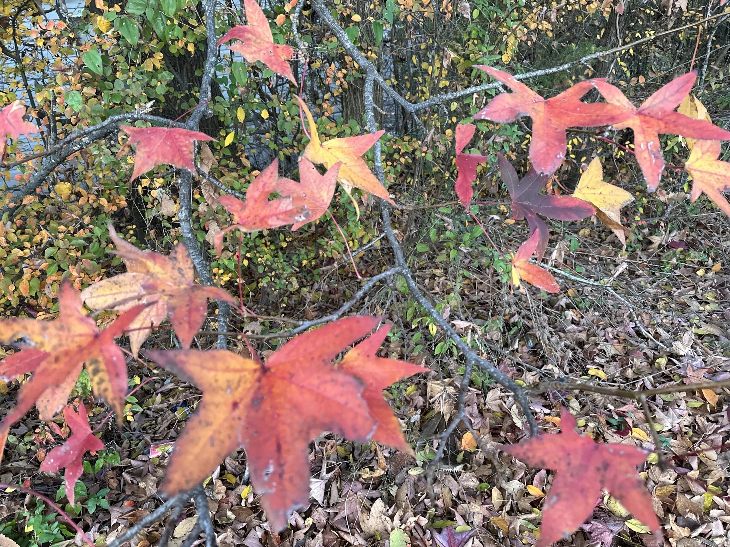 Let Your Light Shine! October, 2023