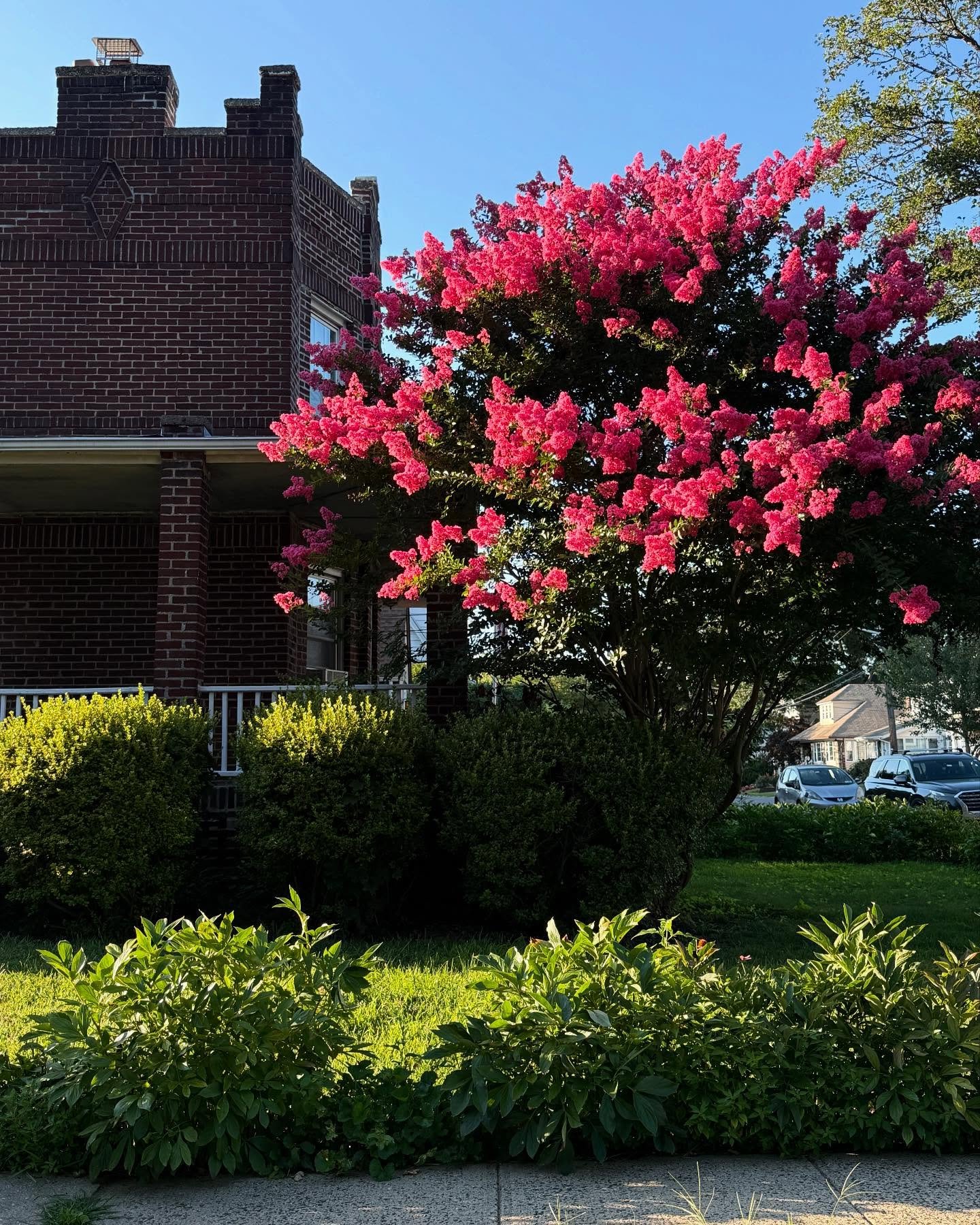 Crape Myrtle season is still going strong. Long beautiful bloom period. With interesting multi-tone bark. Easy to care for and easy to admire. A great small scale accent tree. But if it gets too large it responds well to pruning.