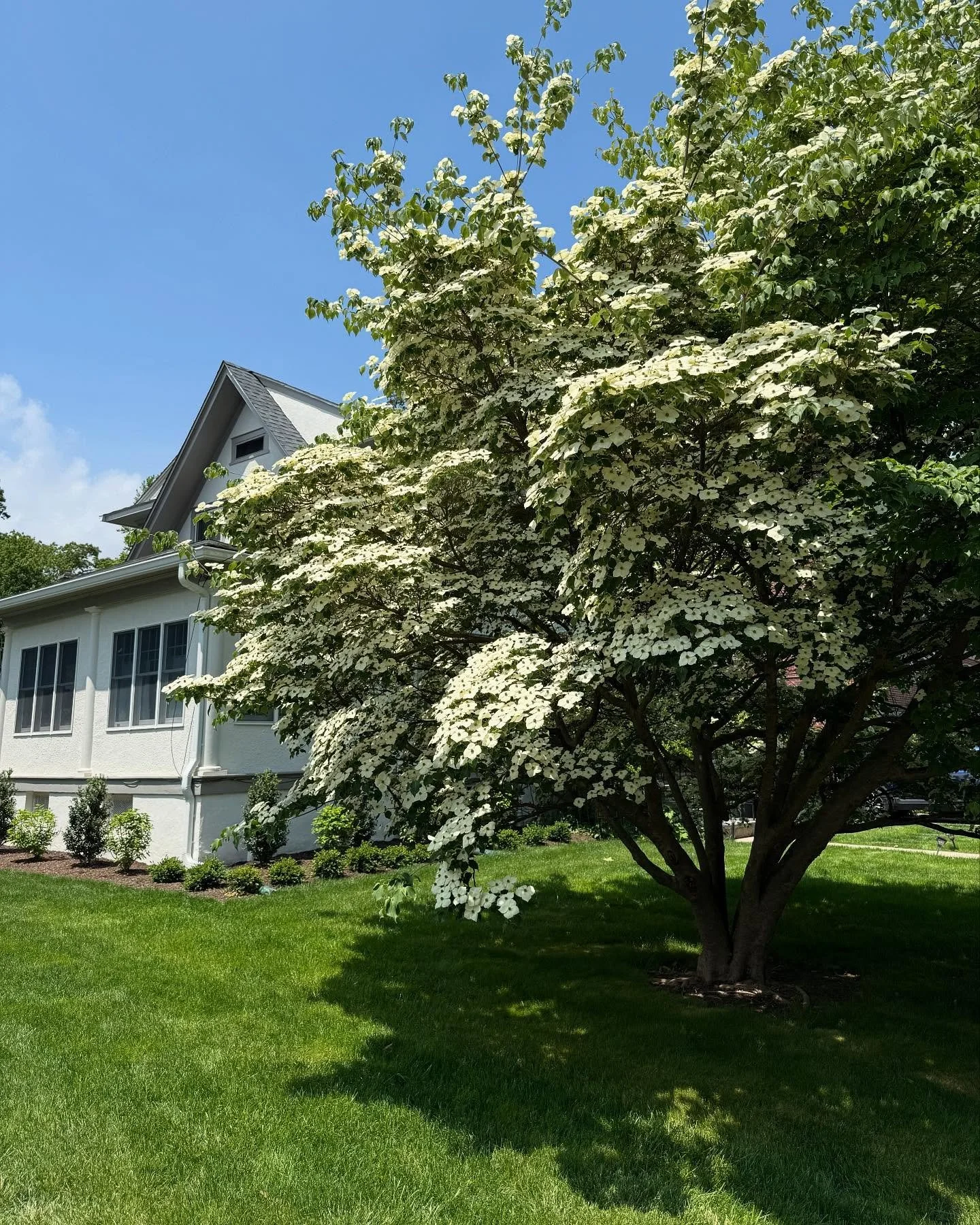 It&rsquo;s certainly a banner year for the Kousa Dogwoods! How many spectacular specimens have you noticed? We favor this tree for many reasons. Small scale, attractive foliage, multi-truck form, bronze fall color, and&hellip;. Those &ldquo;Flowers&r