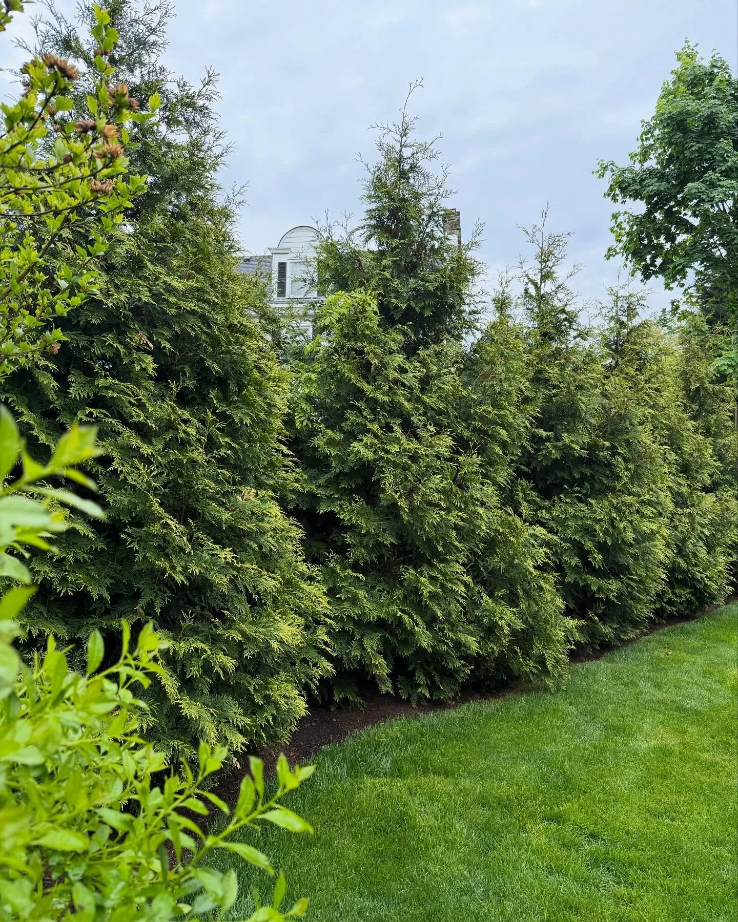 A very popular ask. Evergreen screening. These Thuja Elegantissima (arborvitae) were planted about 5 years ago. Looking picture perfect. Well spaced and thriving. Elegantissima don&rsquo;t grow as tall as other evergreen trees. Topping out at about 1