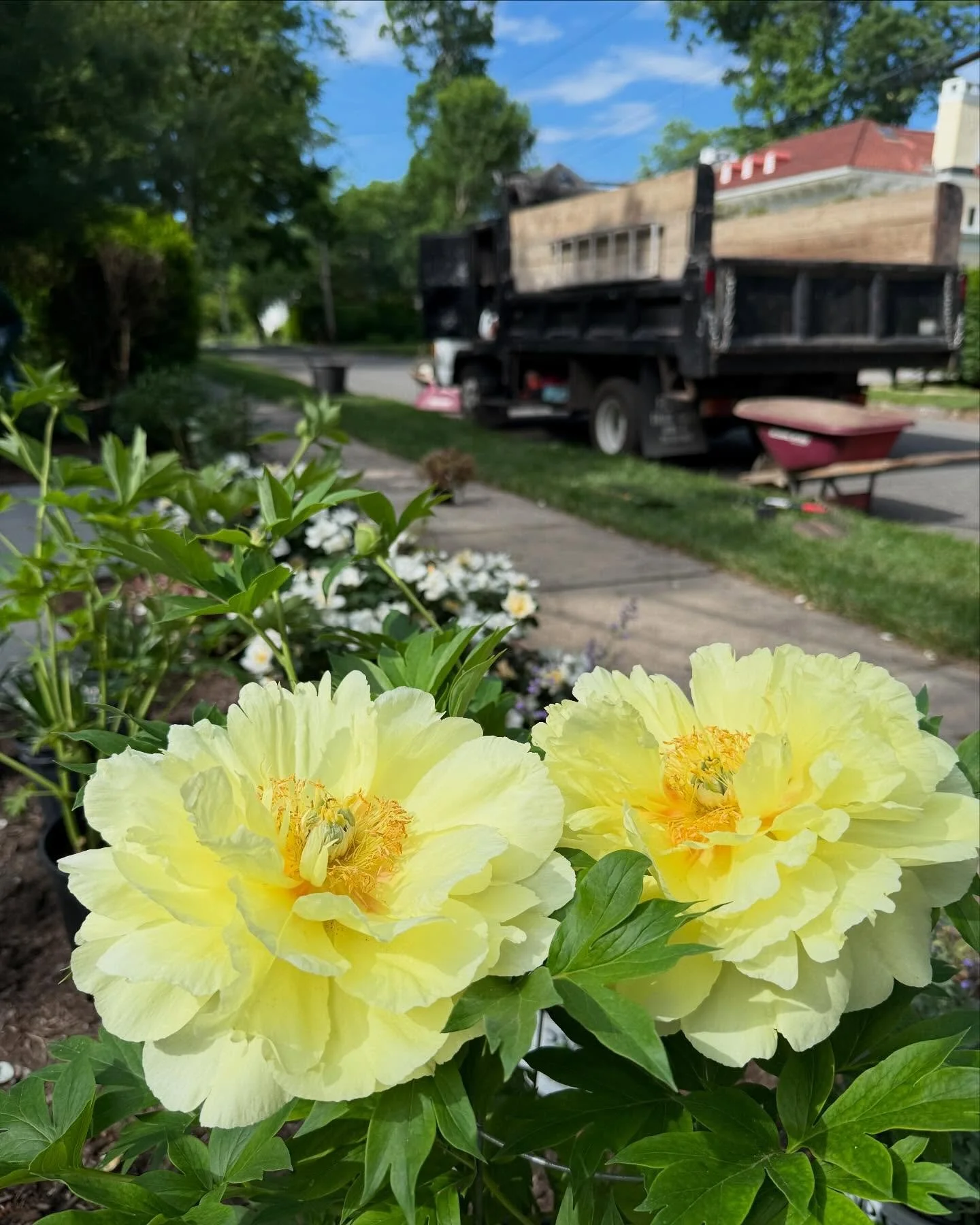 We plant a lot of stunners but today goes to this peony. A Japanese hybrid known for its extra large blooms and sturdy stems. Also nicely fragrant. This plant palette was carefully selected. Including a variegated witch hazel. The bluestone paving wi