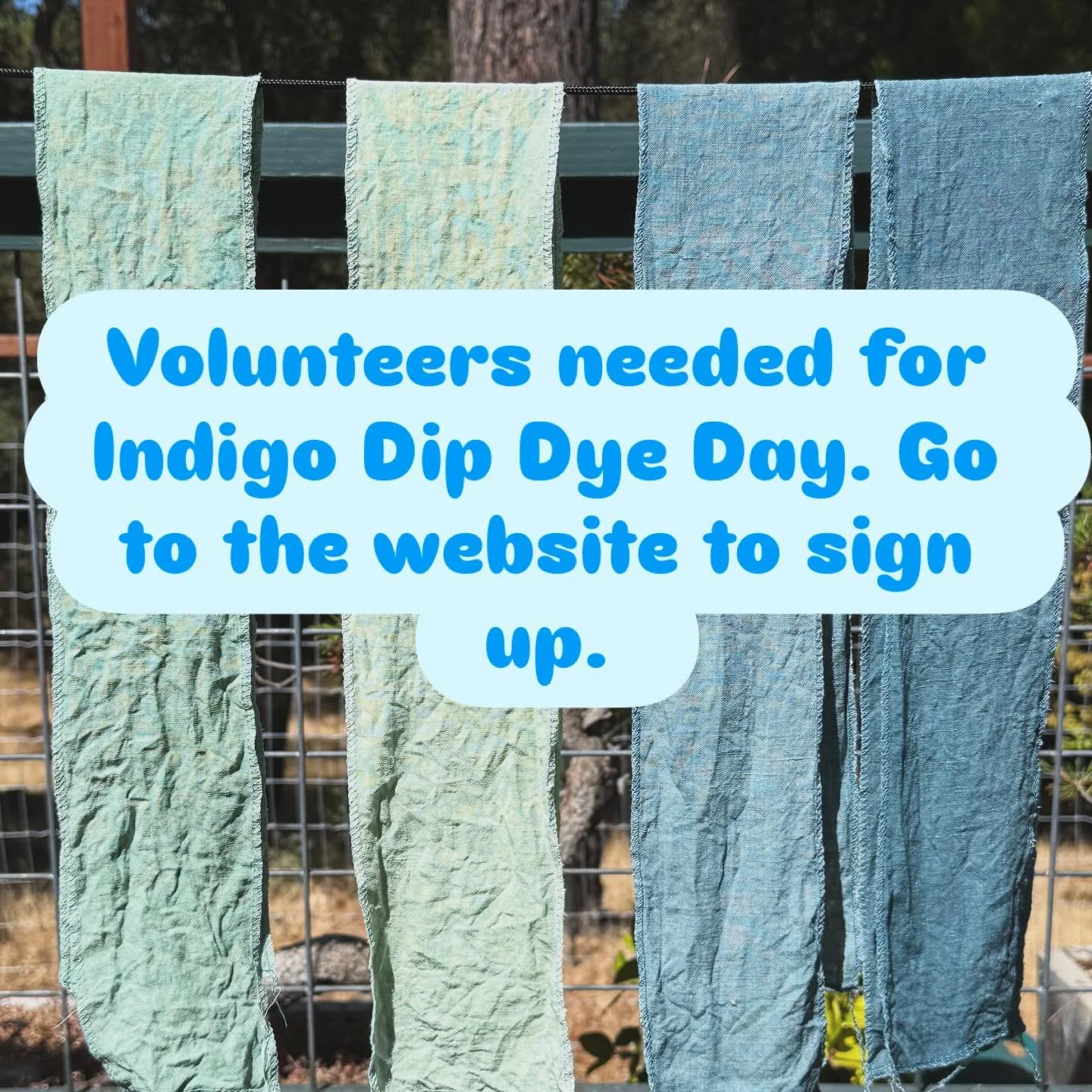 June 20th is our annual Indigo Dip Dye Day. We need volunteers to help out both at the dyeing and over at Art Elephant. Please head over to our website to signup for a spot and time. Pic is of @greylux personal indigo garden. #scta #indigo #sacevent 