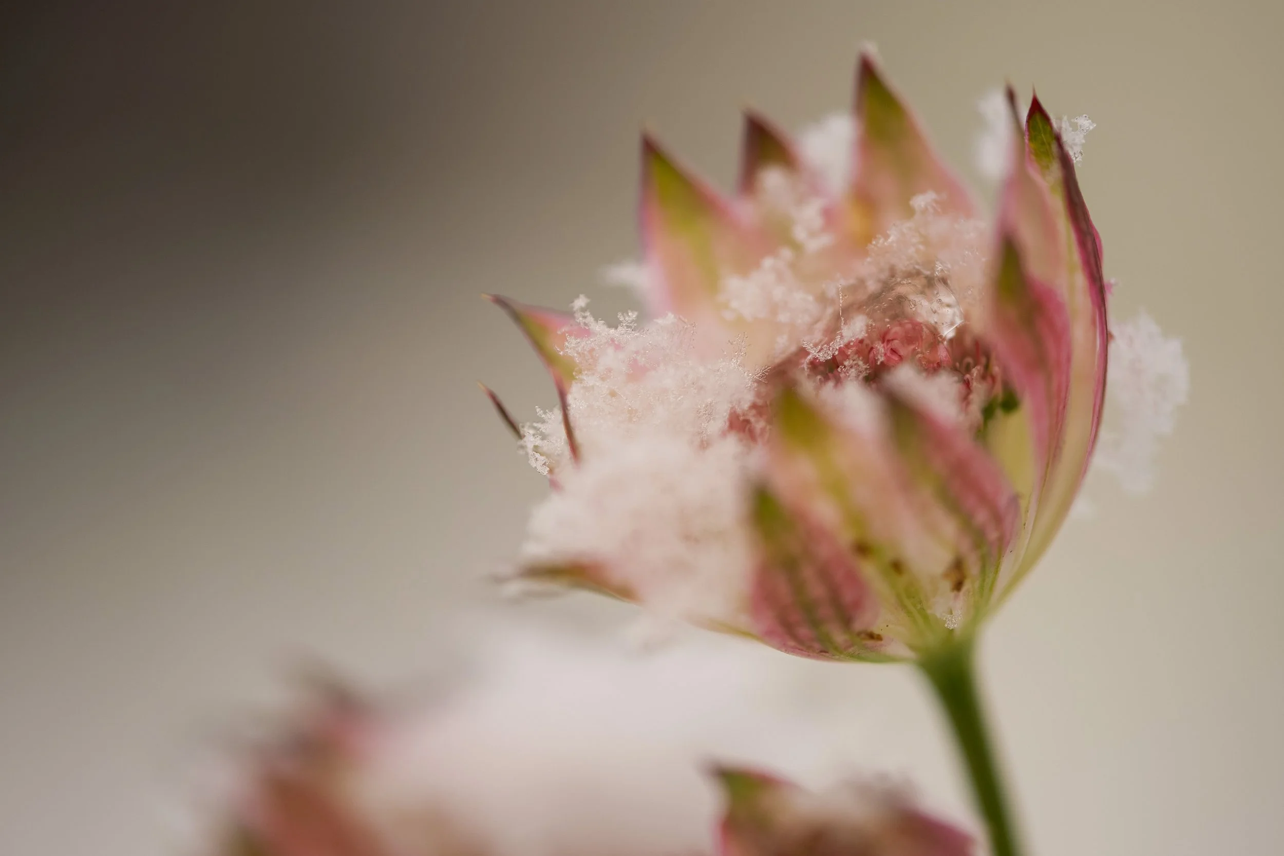 Nahaufnahme einer pinken Blume mit zarten weißen Pollen oder Staub auf den Blütenblättern.