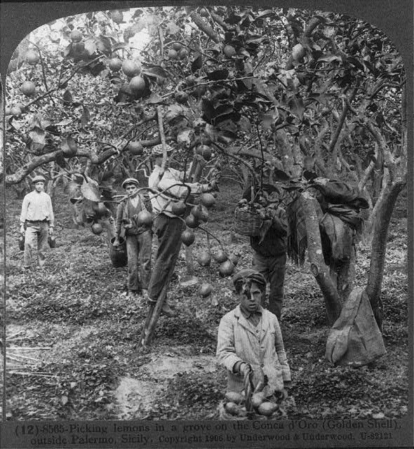 Picking lemons in a grove outside Palermo, Sicily