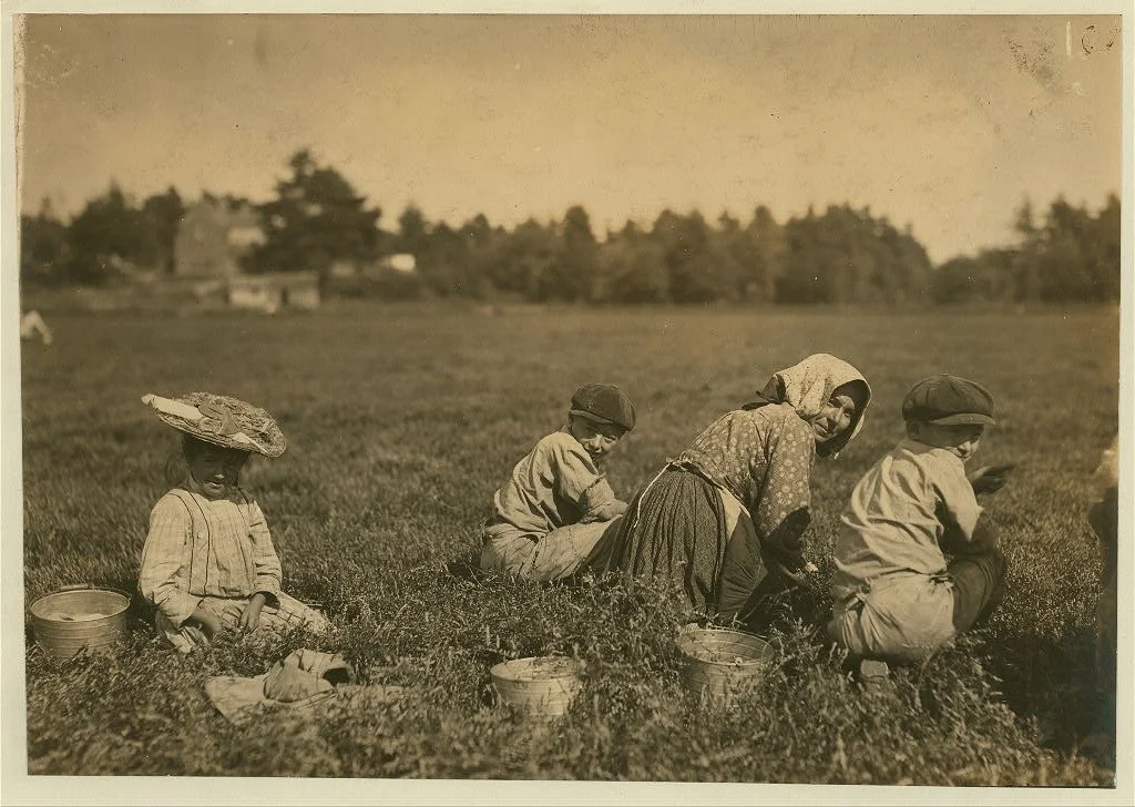 Italian illiterate children pick tomatoes, photo by Lewis Hine