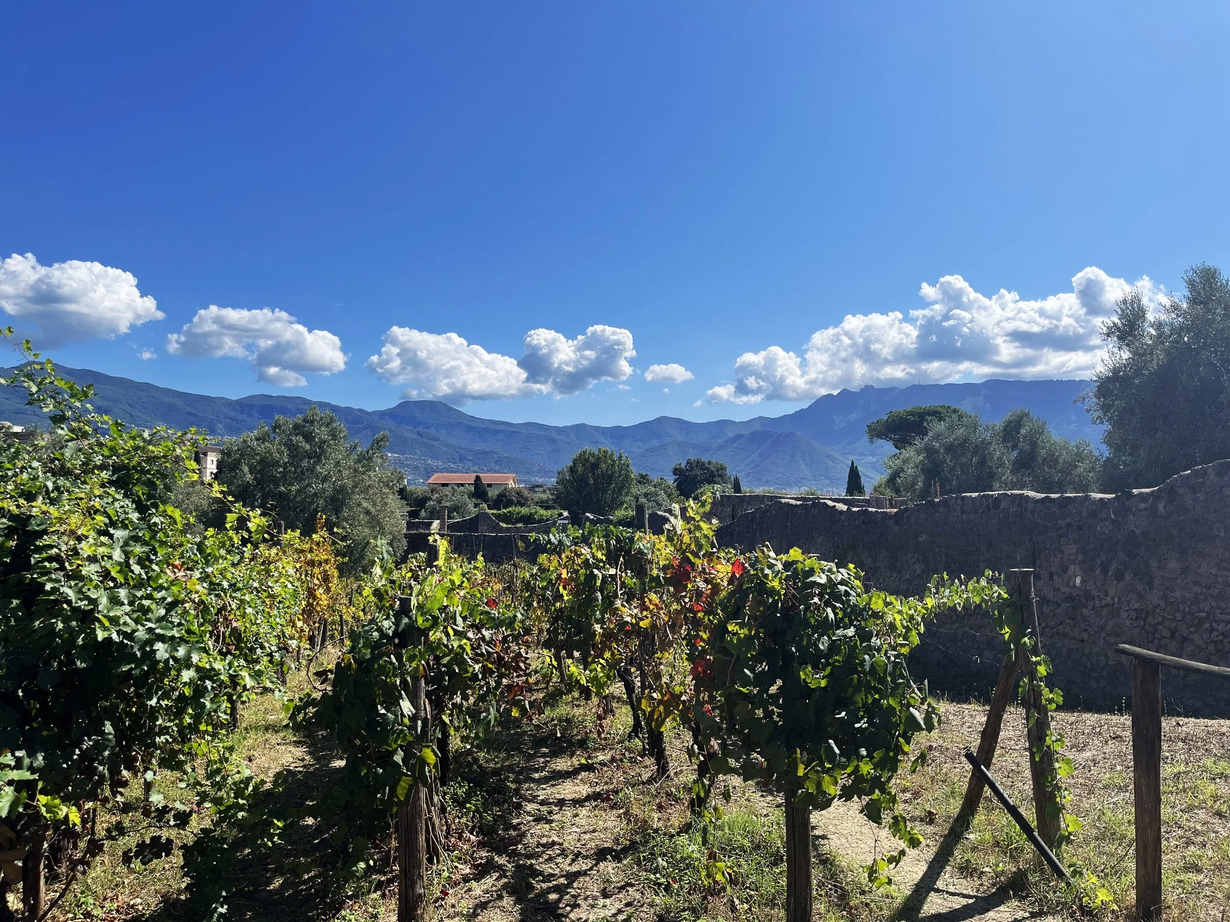 Vineyard outside Naples, Italy