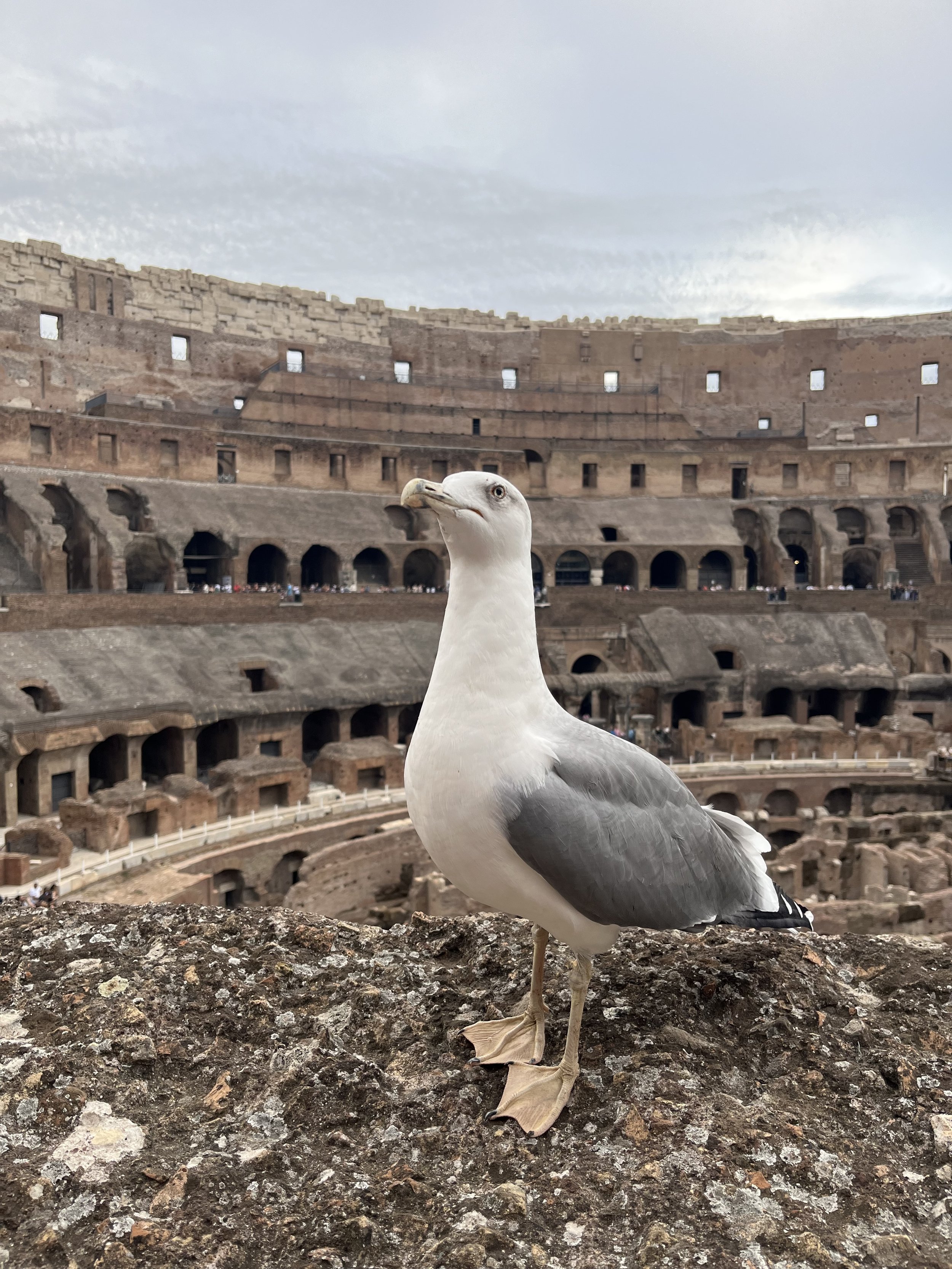Seagull in the Colosseum