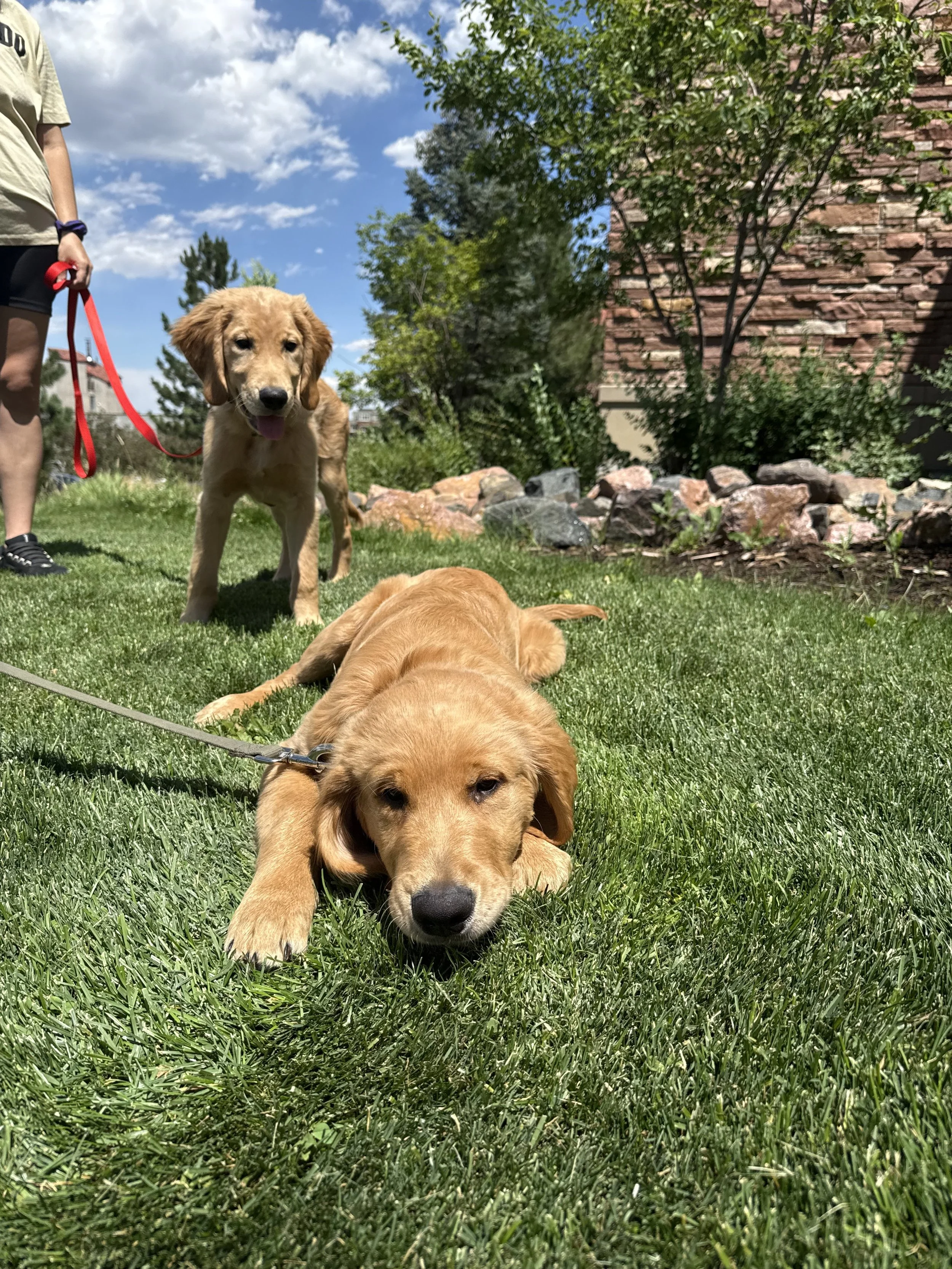 Two golden retriever puppies on a lush green lawn, one lying down and the other standing, with a person holding a red leash nearby. There are trees and a brick building in the background under a blue sky with some clouds.