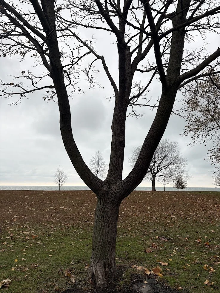 A leafless tree with multiple branches stands on a grassy area with fallen leaves, overlooking a body of water and a cloudy sky.