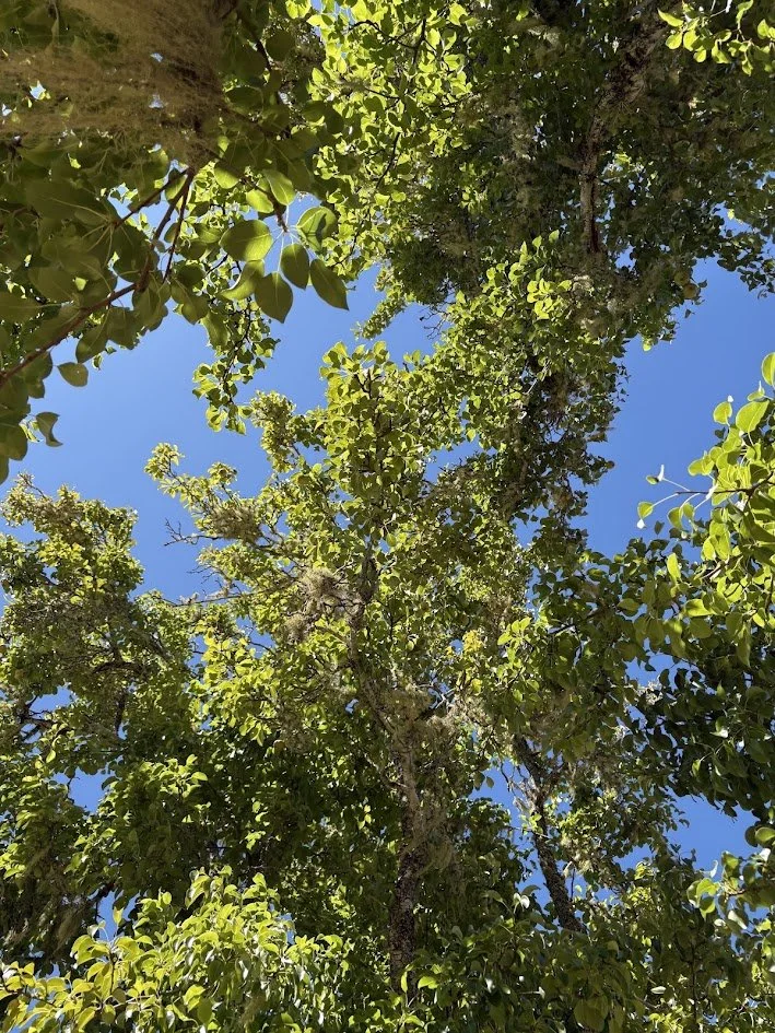 Humboldt County, California, Under the trees