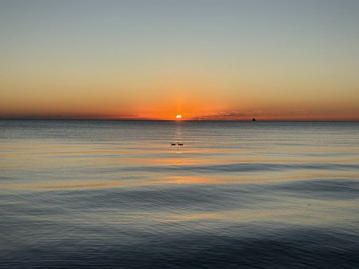 2 Ducks Lined Up, Sunrise, Ducks, Sunrise over Chicago, Water Plant