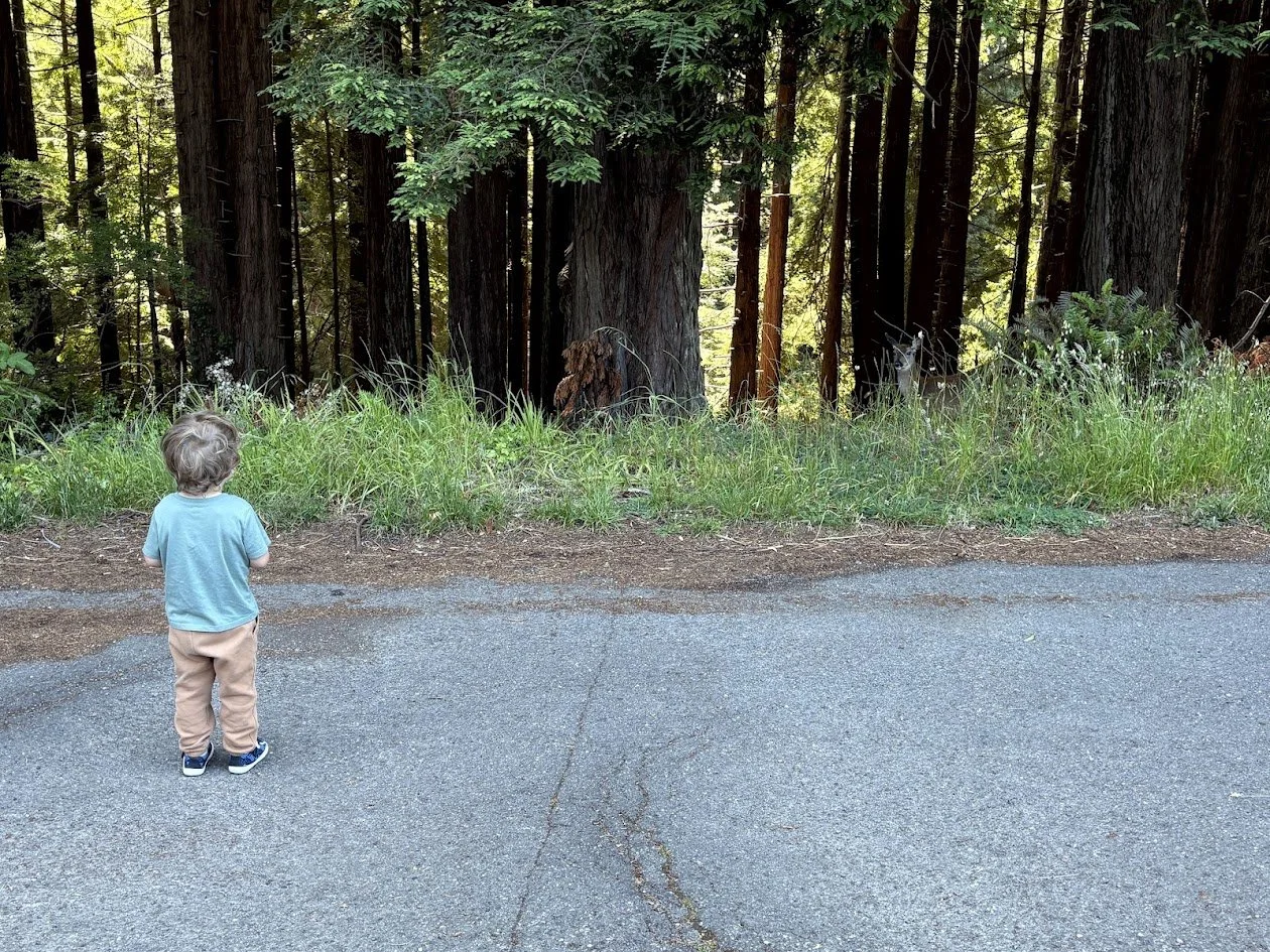 Humboldt County, California, Eureka, Deer, Boy v. Deer