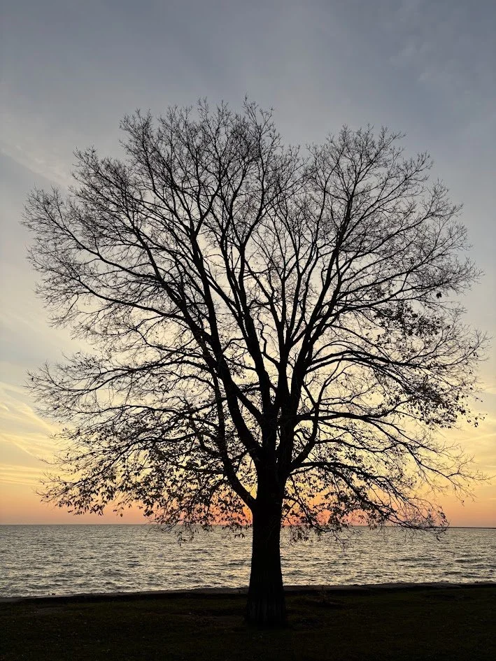 Tree Sunrise 10.24.26, Chicago, Argyle and Lake Michigan