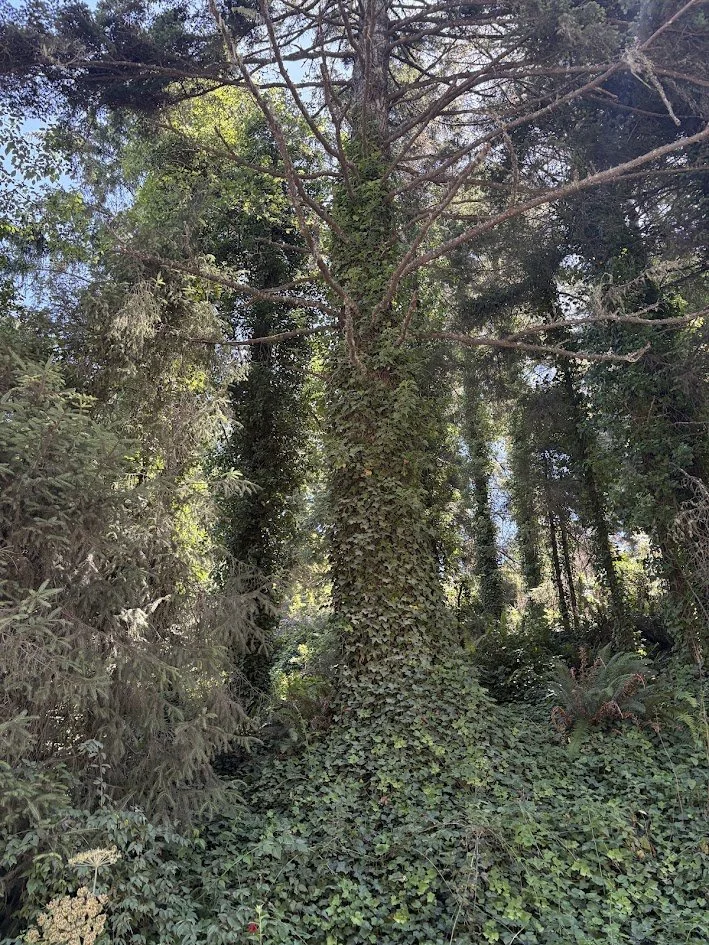 Humboldt County, California, Redwoods