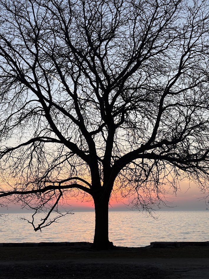Tree ilumintated by sunrise
Argyle, Chicago
Foster and Lake Michigan