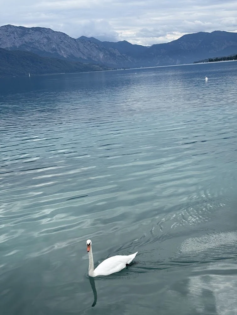 Swan Austria