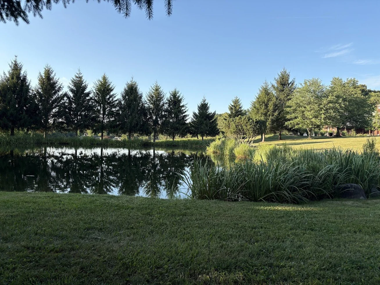 A peaceful park scene featuring a pond surrounded by green grass, tall trees, and bushes, with a clear blue sky overhead.