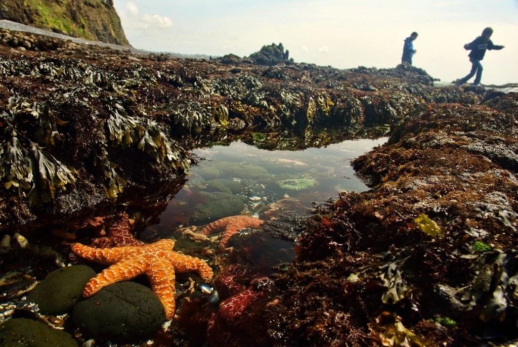 Tide Pool Day Camp 07/13