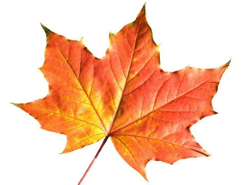 Holiday Camp - November