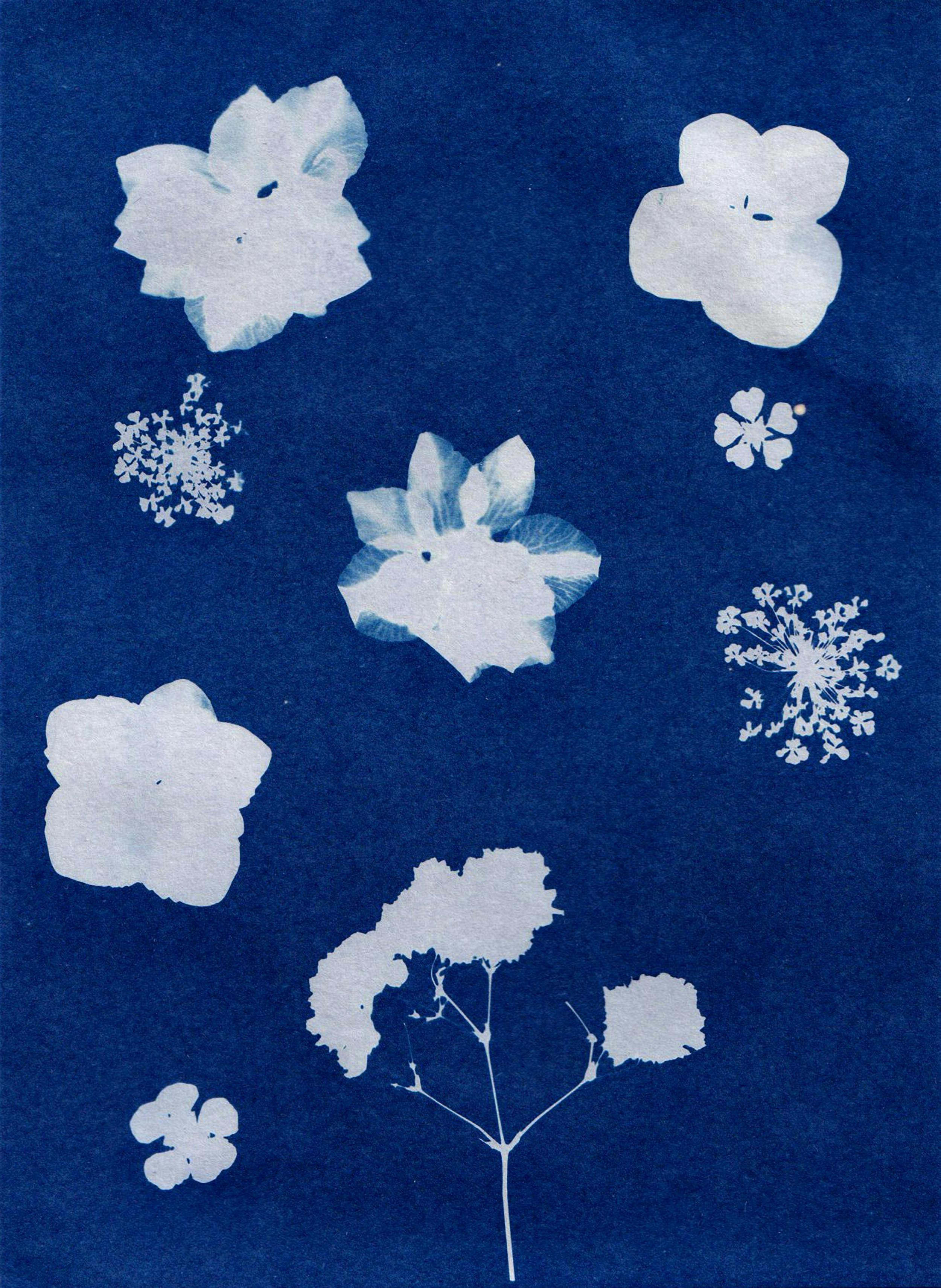 Cyanotype 104