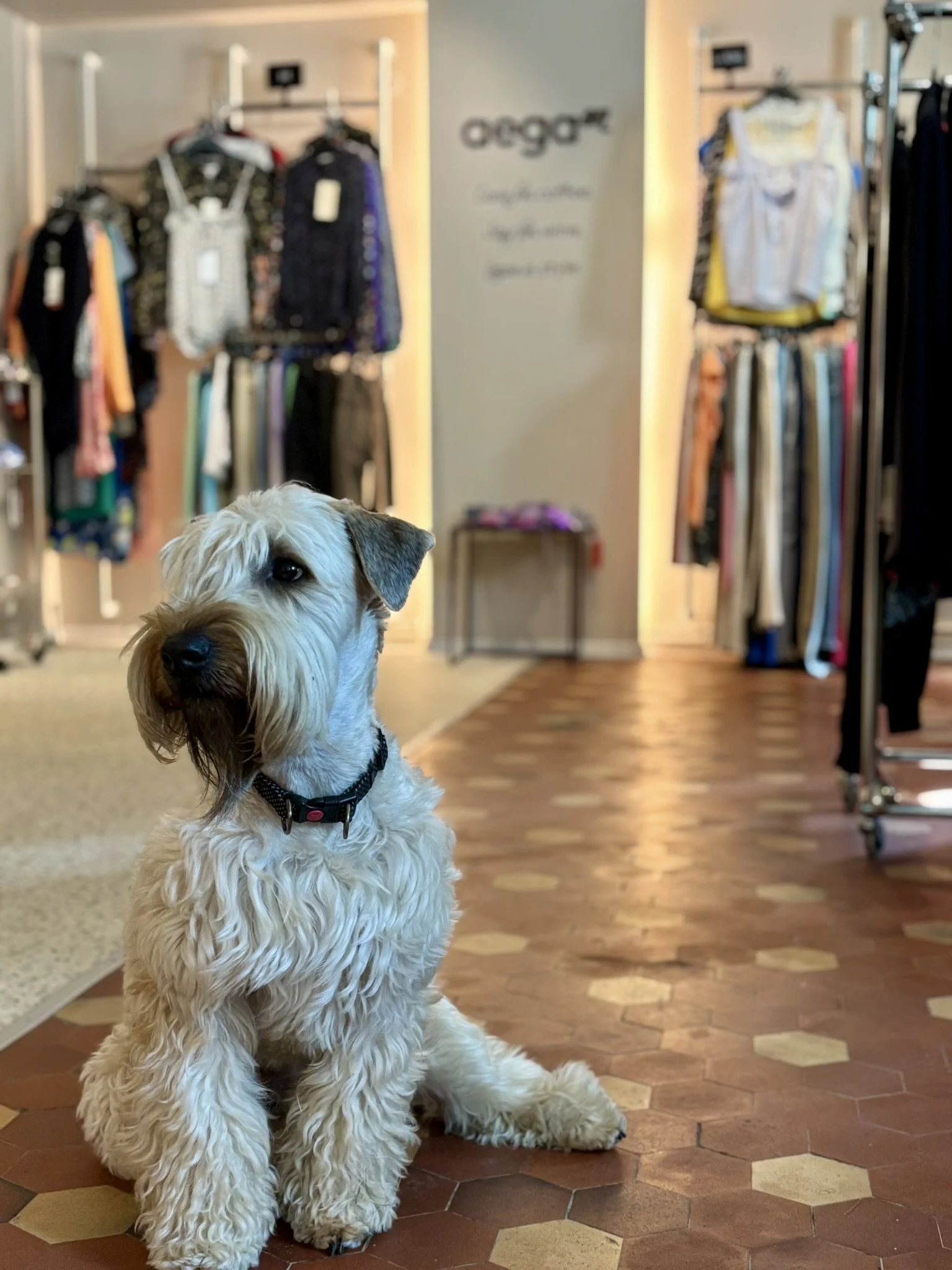 koertesõbralik kohvik Tartus, nisuterjer Max, kohvikukoer