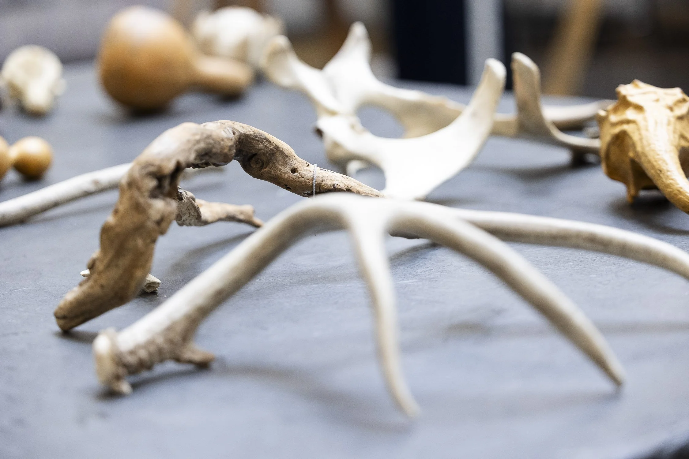 Collection of animal bones, including antlers and a jawbone, laid out on a surface in an art studio.