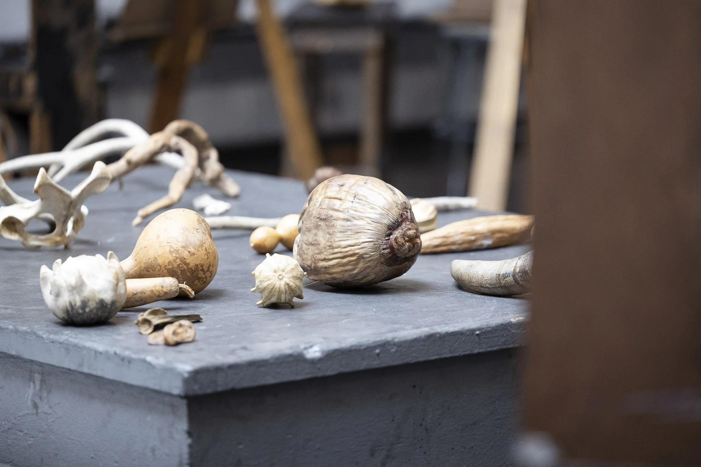 Collection of seashells and driftwood on a dark wooden shelf in an art studio.
