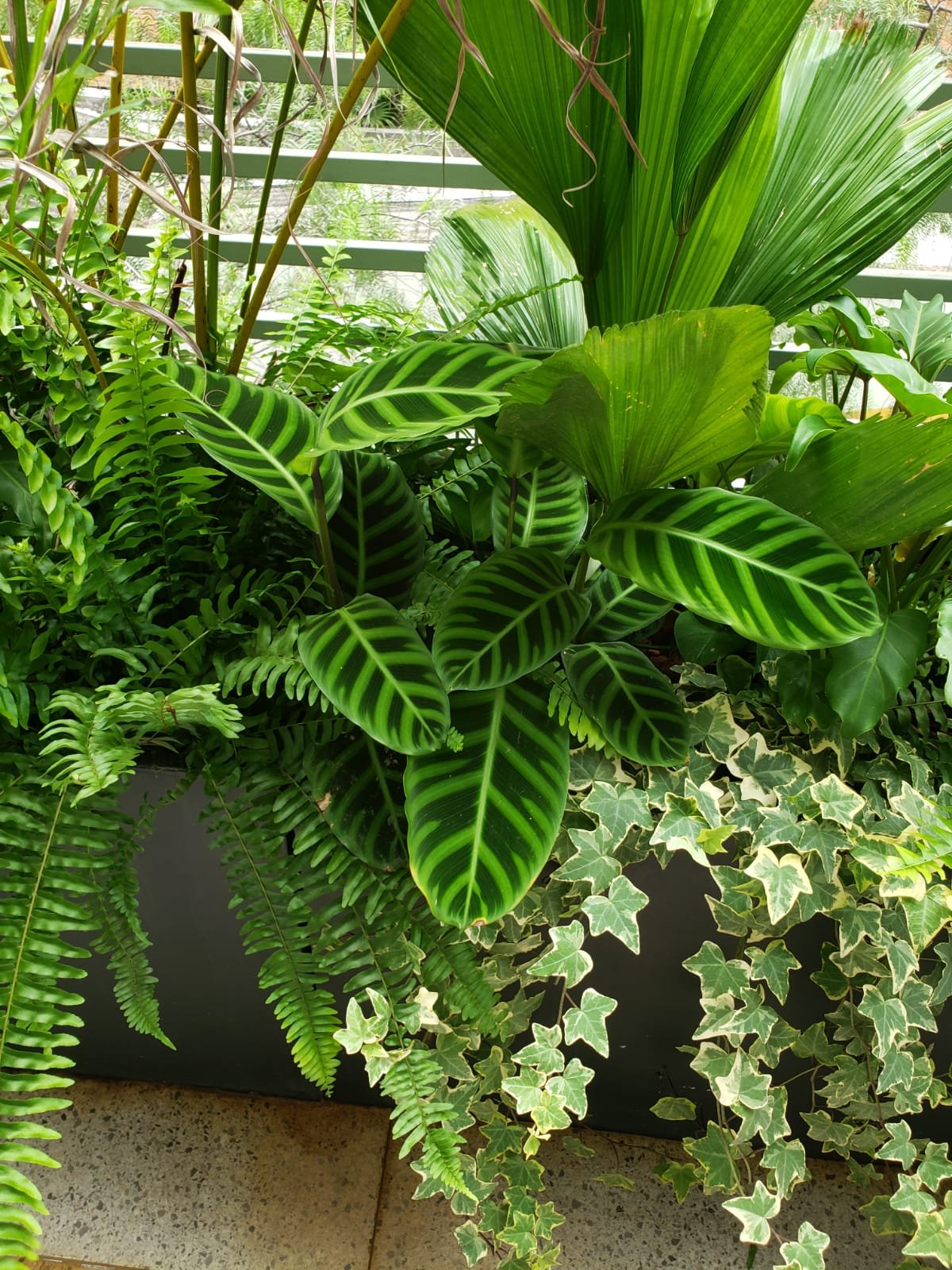 Diversas plantas verdes, incluindo samambaias, folhas com padrão de listras e folhas de hera, dentro de um ambiente iluminado.